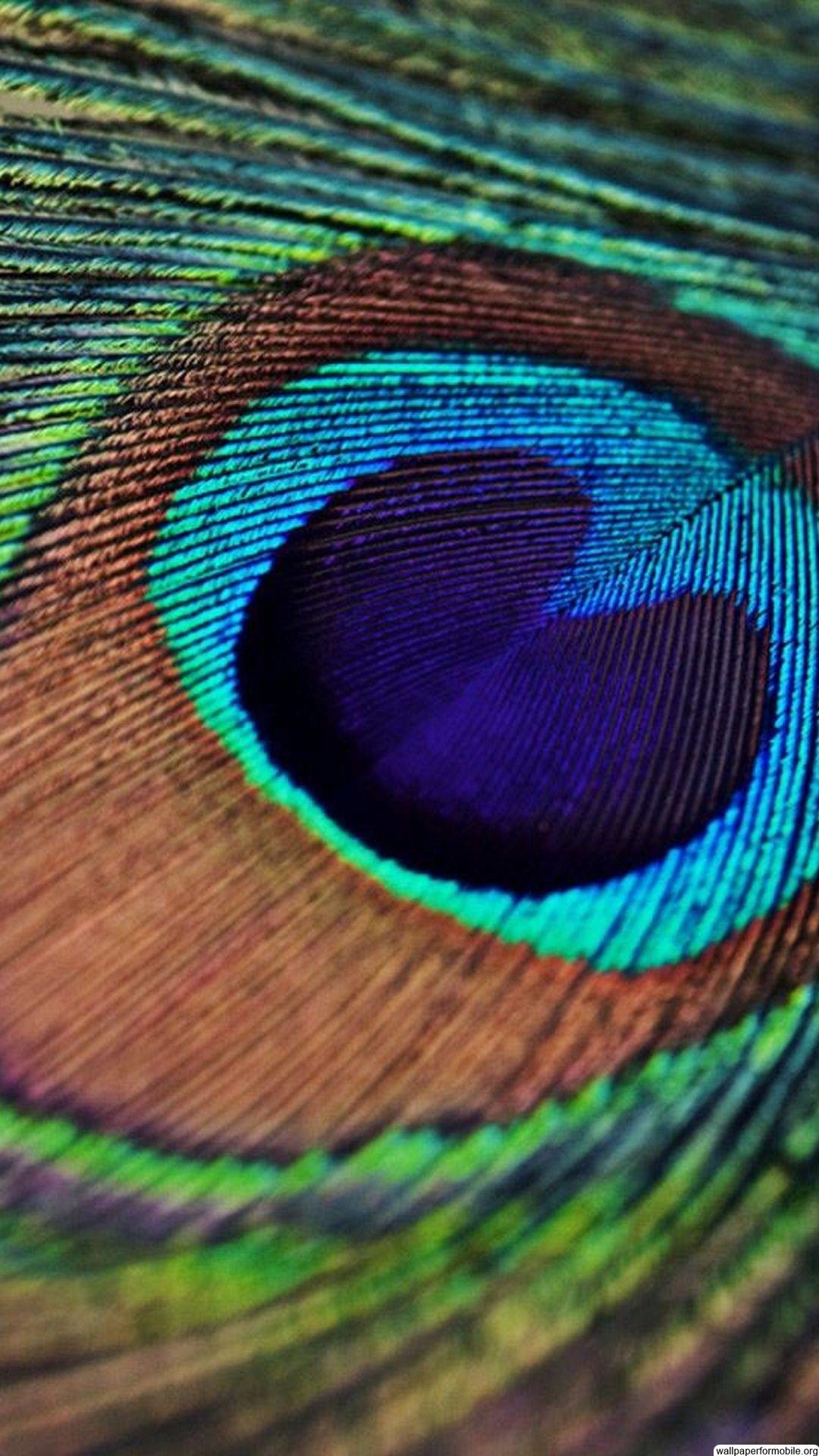 Iphone Black Peacock Feather Wallpaper - All Phone Wallpaper HD