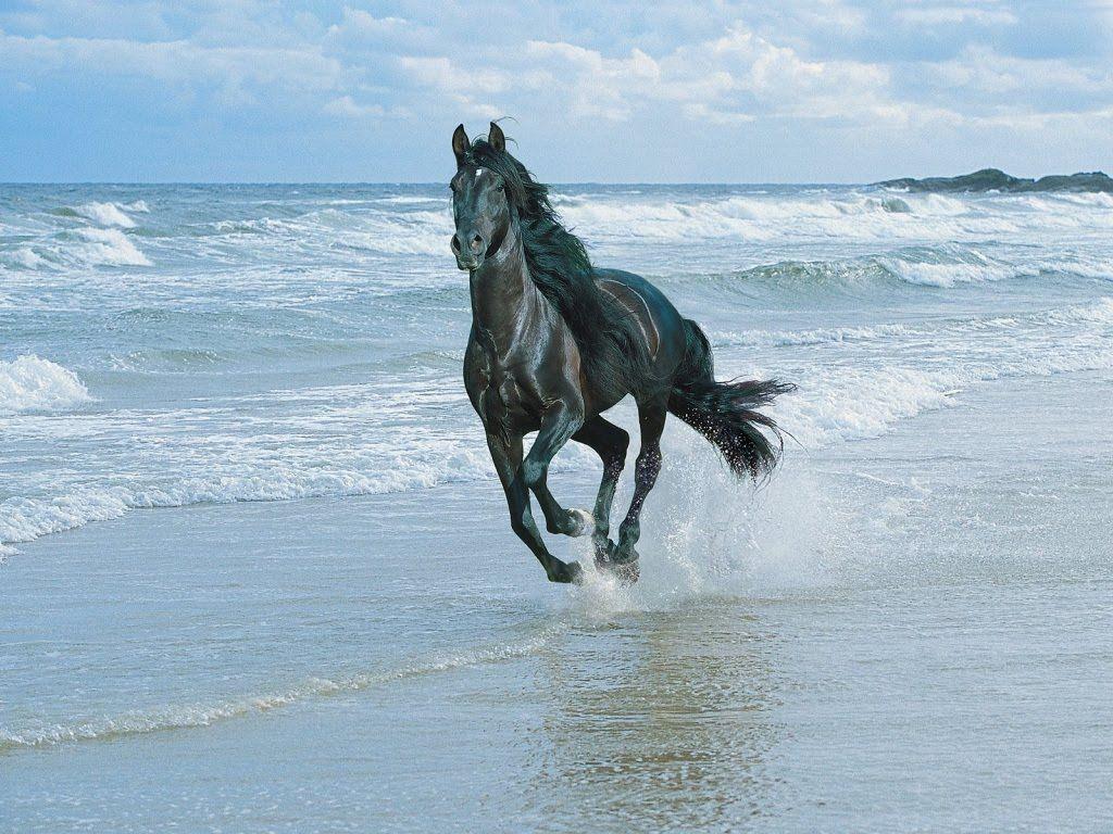 3d Horse Wallpaper - Black Horse On Beach , HD Wallpaper & Backgrounds