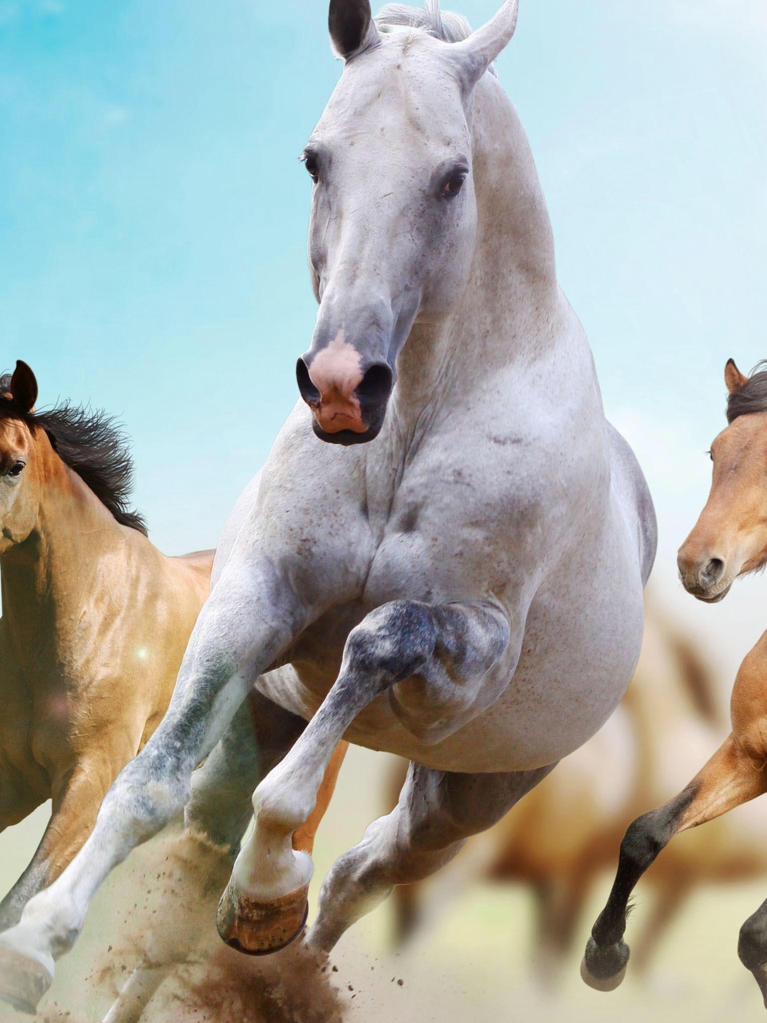 Running Horse Live Wallpaper - Horse Wallpaper Iphone 5s , HD Wallpaper & Backgrounds