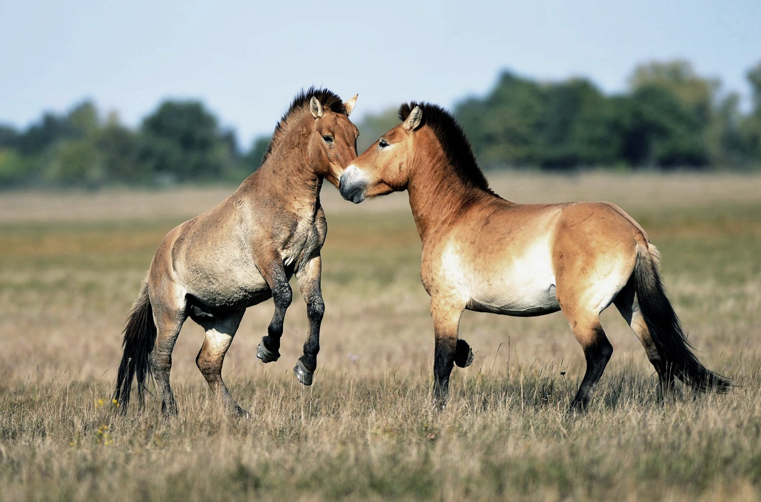 Horses Wild Nature Animals Fields Desktop Horse Backgrounds - Przewalski's Horse , HD Wallpaper & Backgrounds