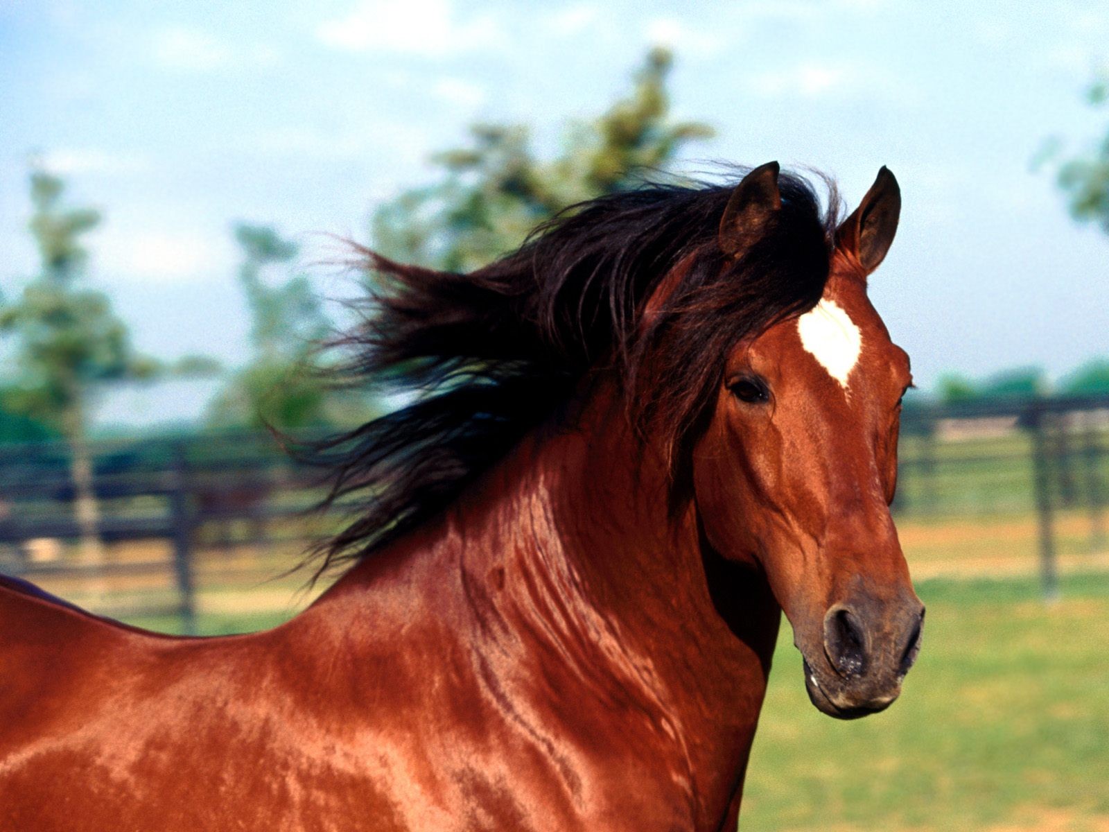 Stallion Beautiful Andaluzian Horse Star Dadivoso White - Caballos Finos , HD Wallpaper & Backgrounds
