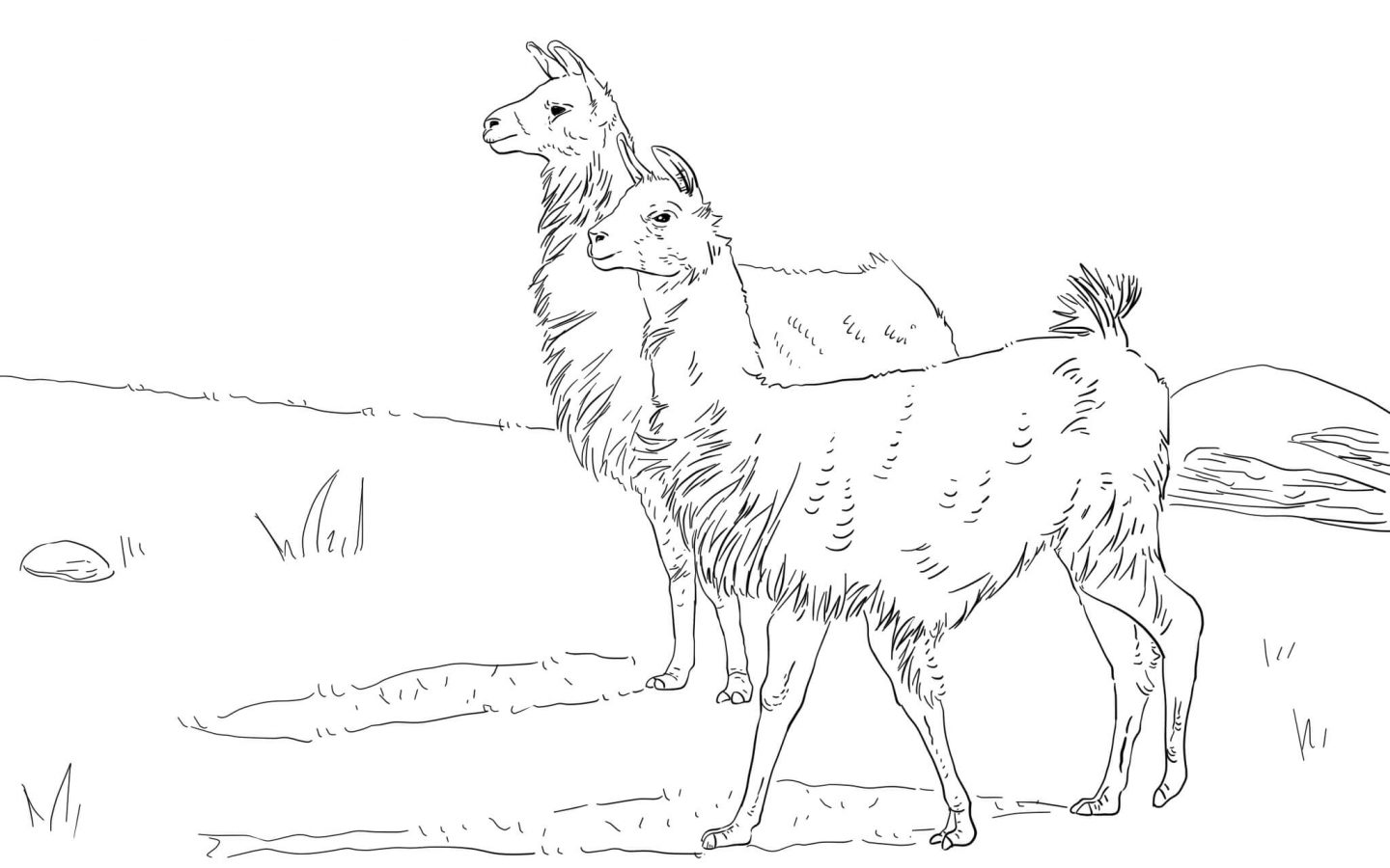 Llama Coloring Page | Coloringnori - Coloring Pages for Kids