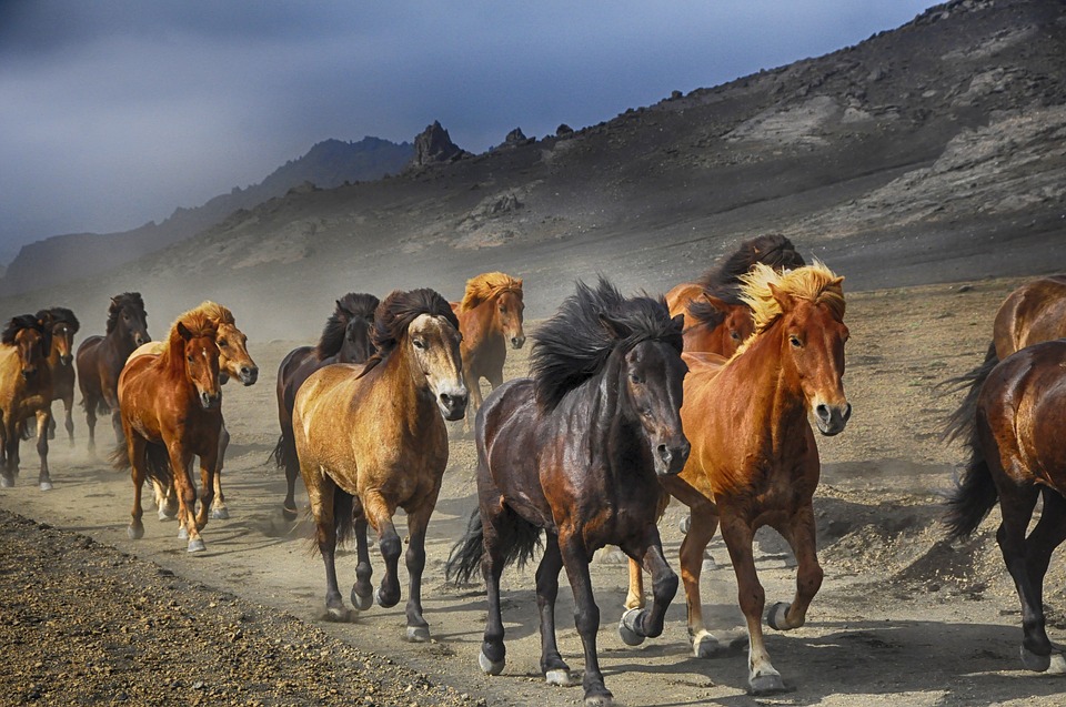Horses, Stampede, Nature, Running - Jeremiah 12 5 , HD Wallpaper & Backgrounds