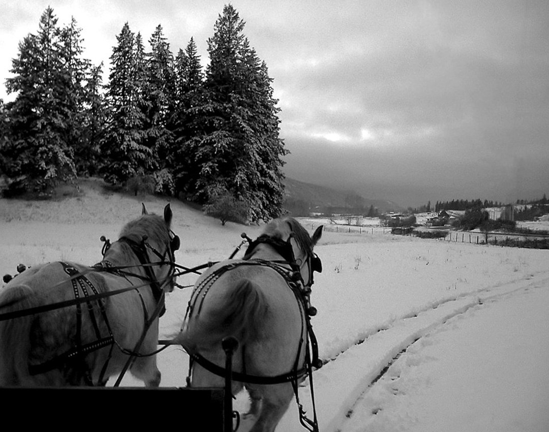 Running Grass Village Blue Green Sky Horses Horse Picture - Horse In Snow Christmas , HD Wallpaper & Backgrounds