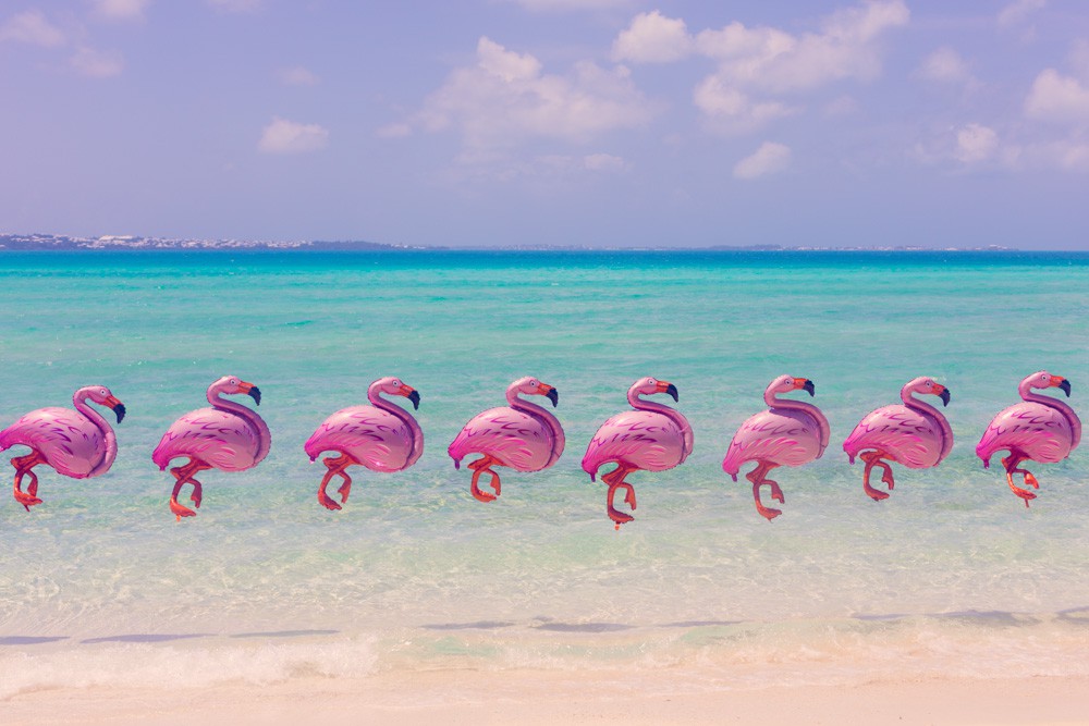 Gray Malin Sale - Gray Malin Flamingo , HD Wallpaper & Backgrounds