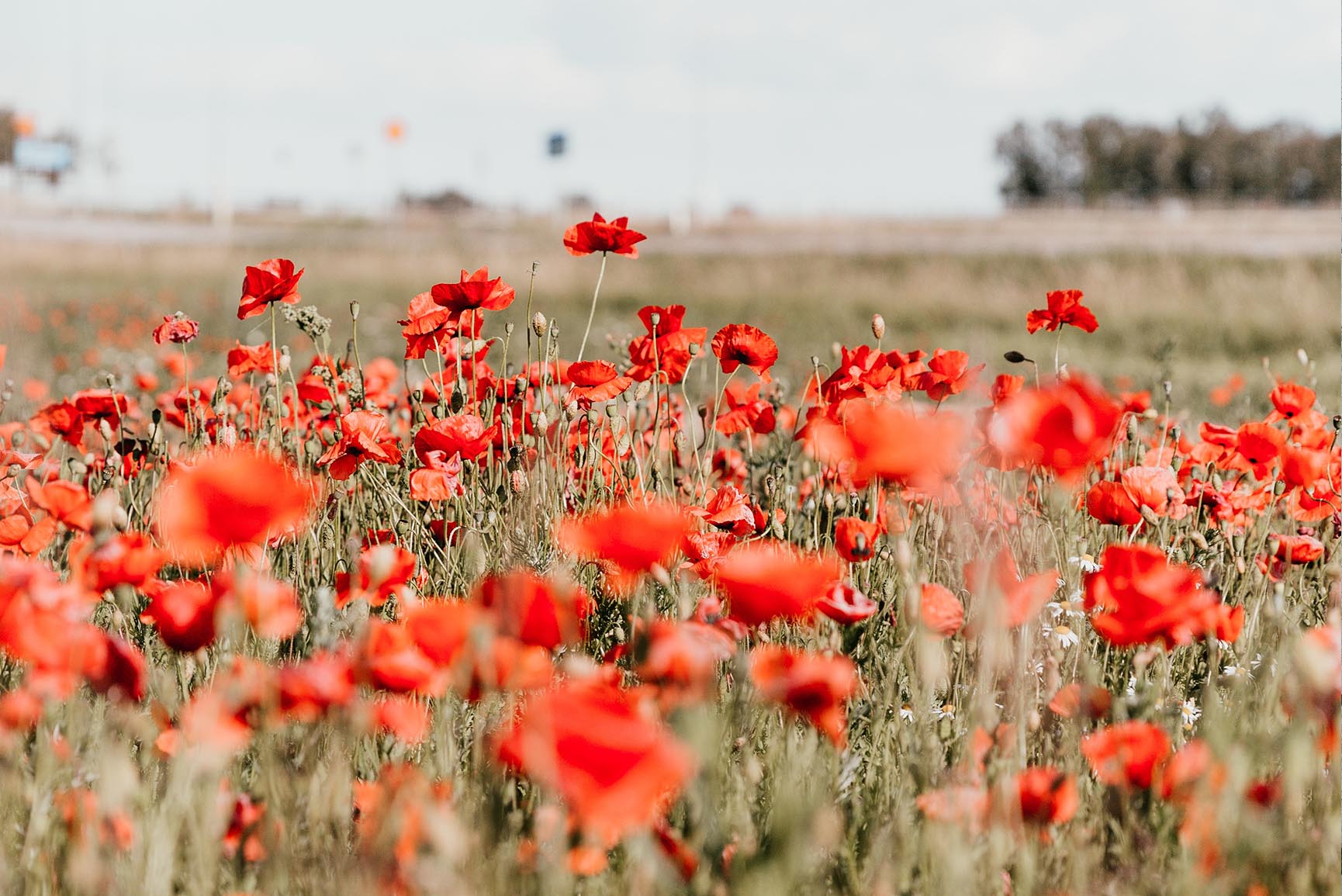 8 Floral Iphone Wallpapers To Enjoy That Summer Feeling - Remembrance Day , HD Wallpaper & Backgrounds