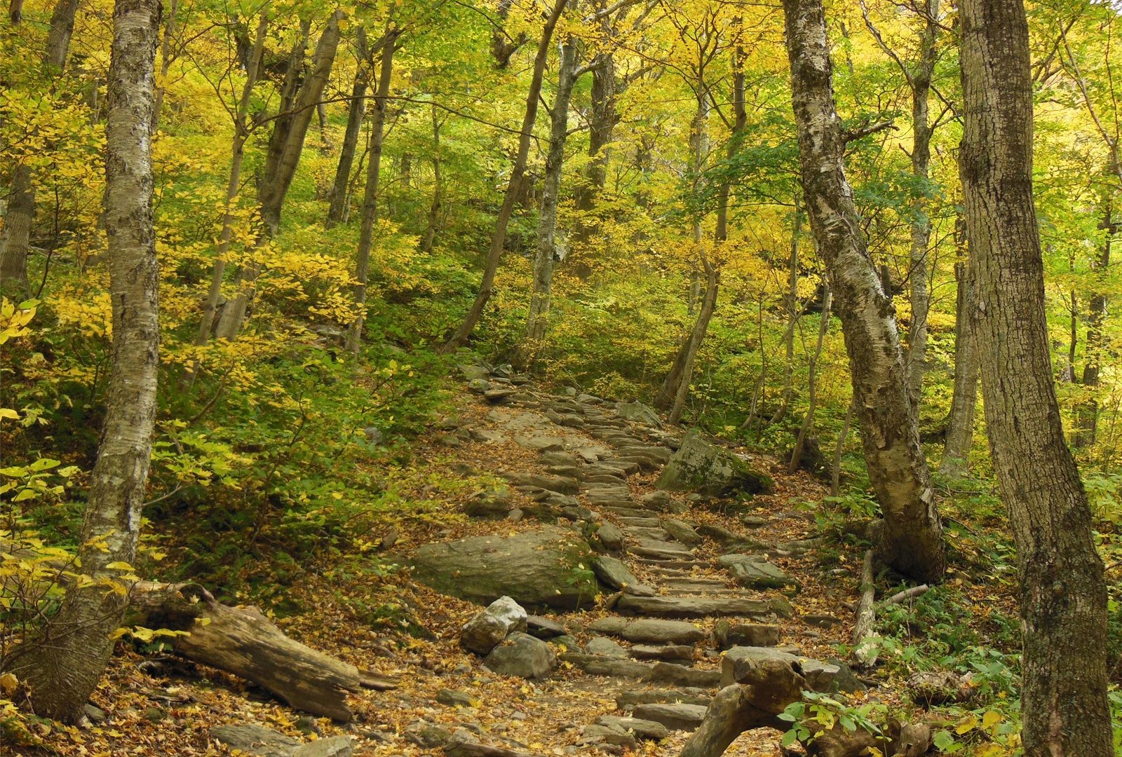 195 Best Winter In Vermont Images On Pinterest - Old-growth Forest , HD Wallpaper & Backgrounds