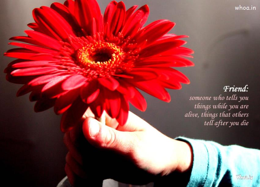 Friendship Quotes Related Flowers , HD Wallpaper & Backgrounds