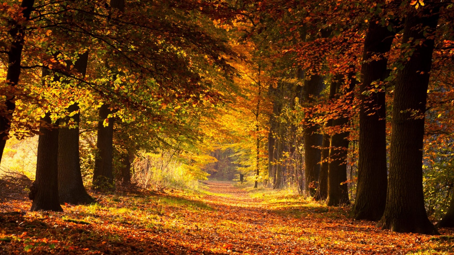 Autumn Forest , HD Wallpaper & Backgrounds