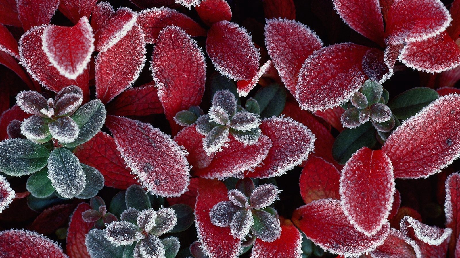 Wallpaper Leaves, Plant, Hoarfrost, Rime - Frosted Flowers , HD Wallpaper & Backgrounds