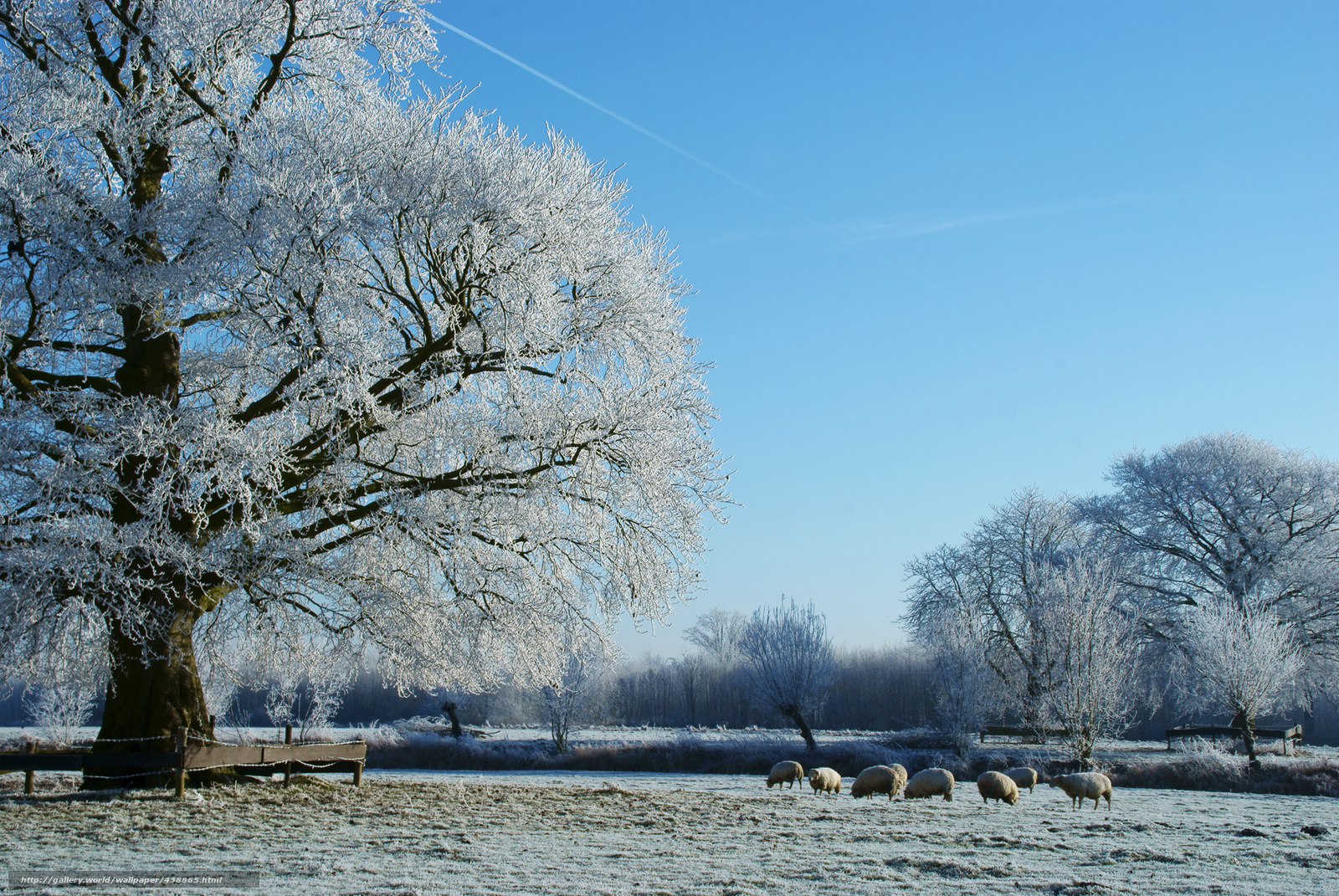 Download Wallpaper Meadow, Frost, Snow, Rime Free Desktop - Winter Pasture , HD Wallpaper & Backgrounds