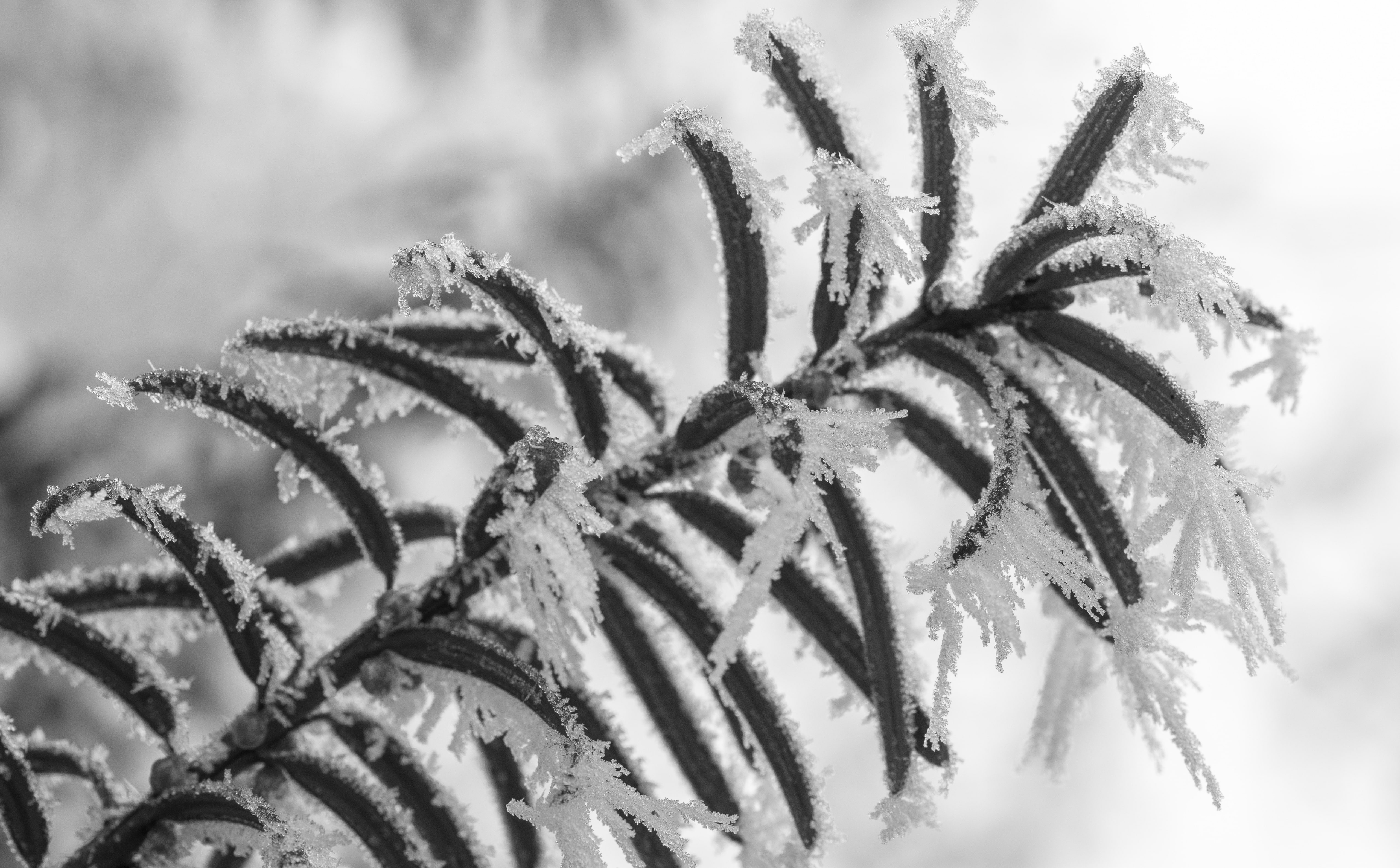 Winter, Black And White, Plant, Macro, Rime Frost, - Frost , HD Wallpaper & Backgrounds
