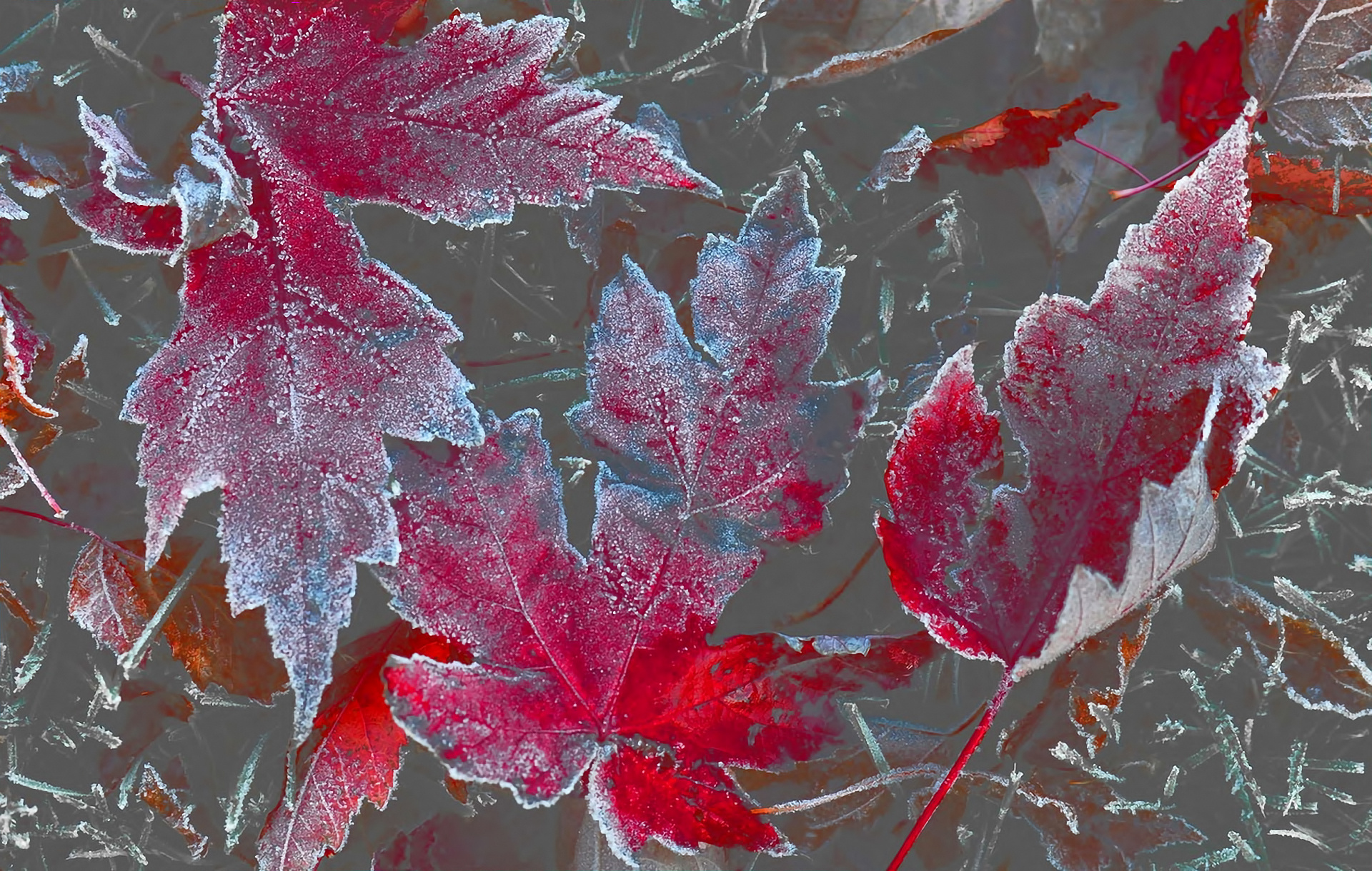 Healthy, Rime, Fresh Air,leaves,plant, Autumn High - Frosted Leaves , HD Wallpaper & Backgrounds