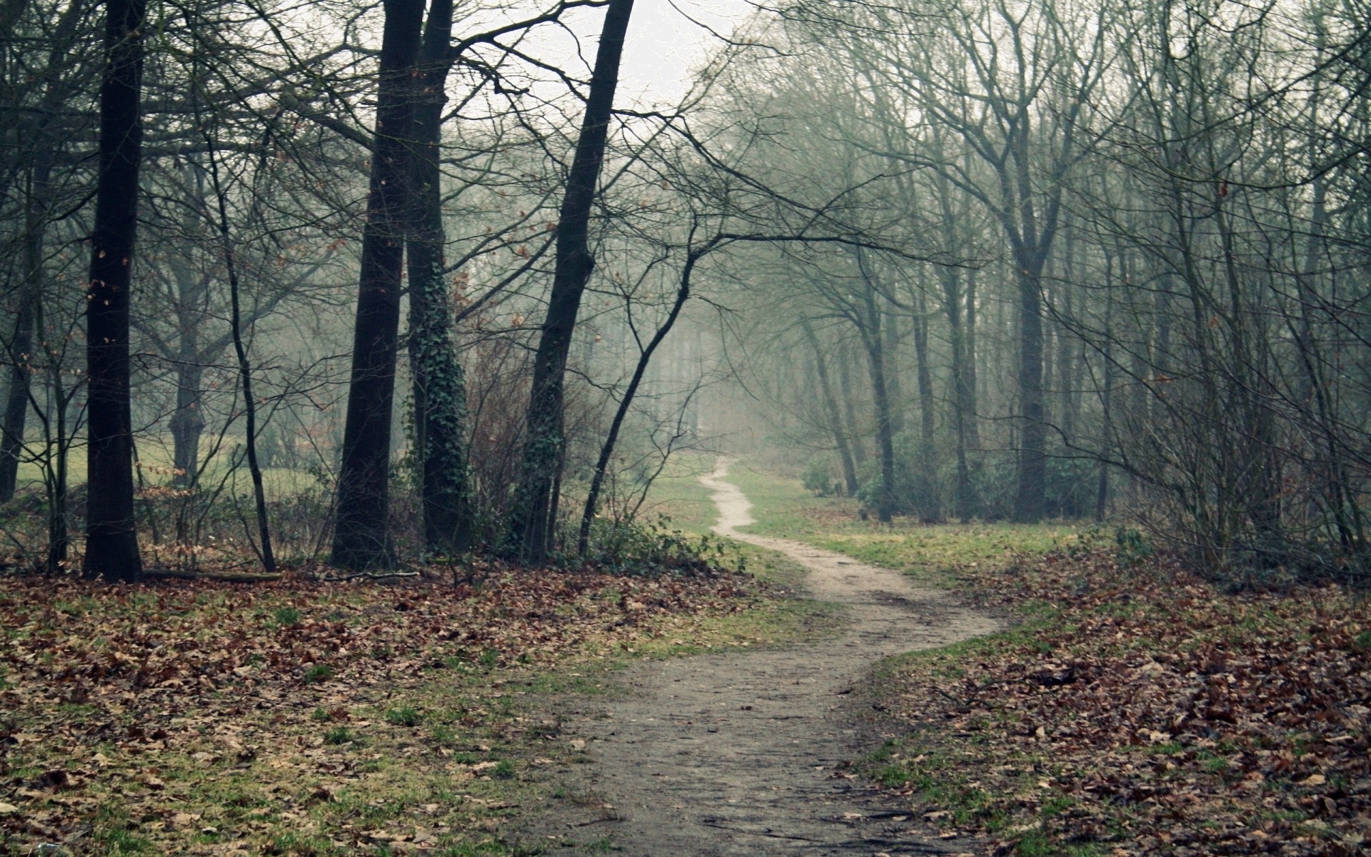 A Path In The Woods In Autumn Wallpapers And Stock - Nature Art Landscape Canvas Art Paintings Oil , HD Wallpaper & Backgrounds