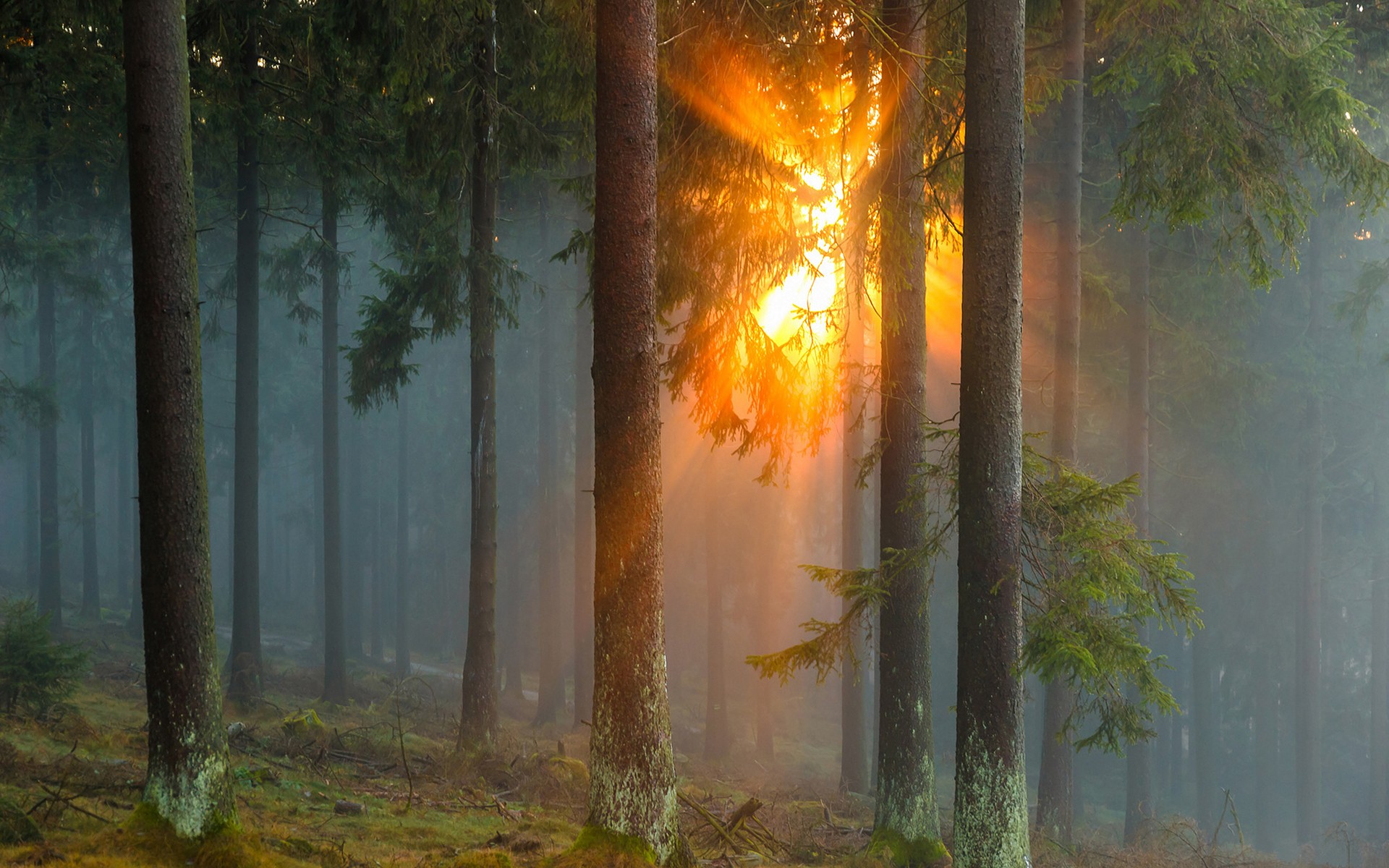 Into The Woods Fog Sunset Hd Wallpaper - Sun In The Forest , HD Wallpaper & Backgrounds
