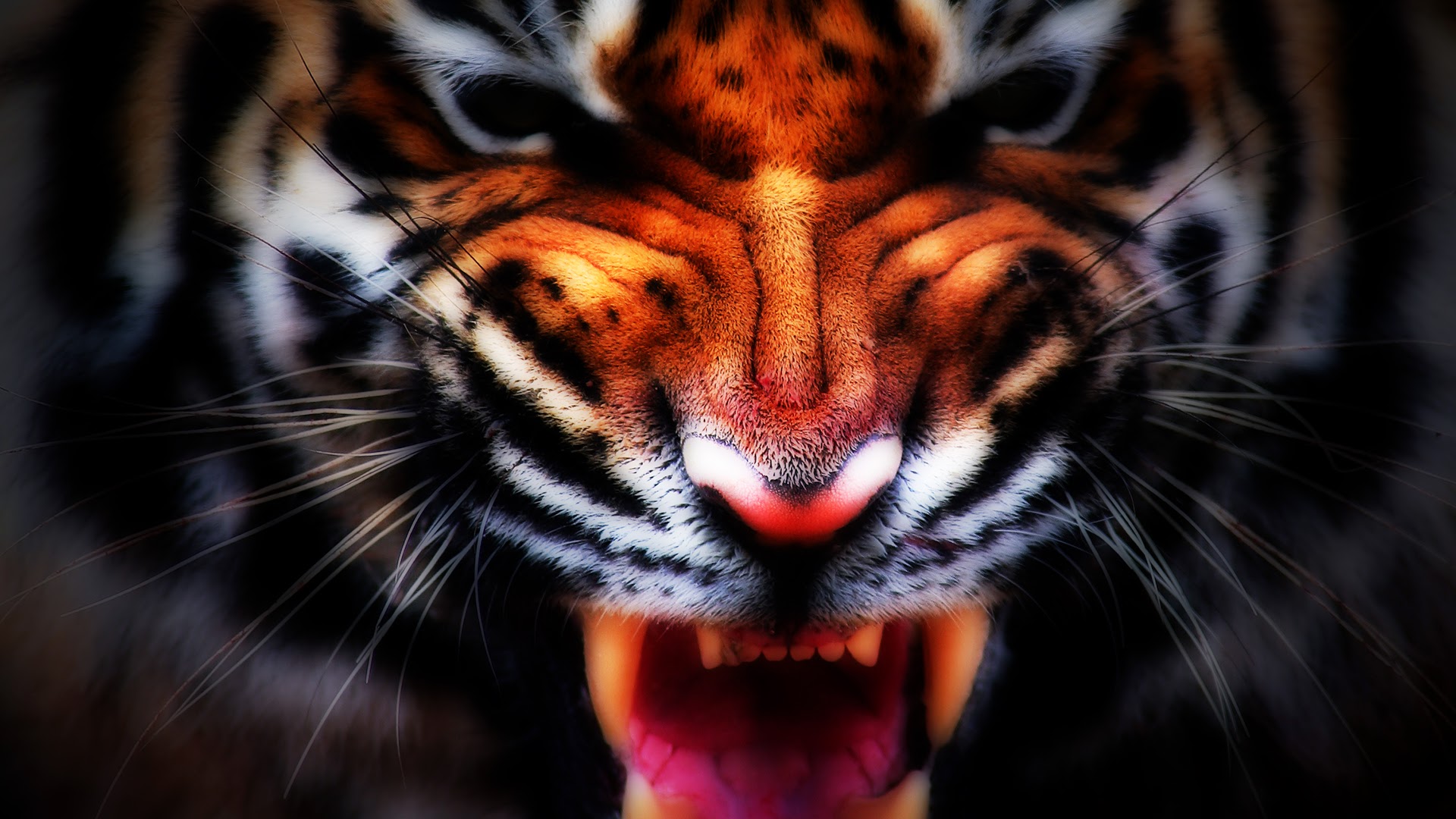 Growling Tiger Face Hd Wallpaper Animal Image - Kempton Park Cheeky Tiger , HD Wallpaper & Backgrounds