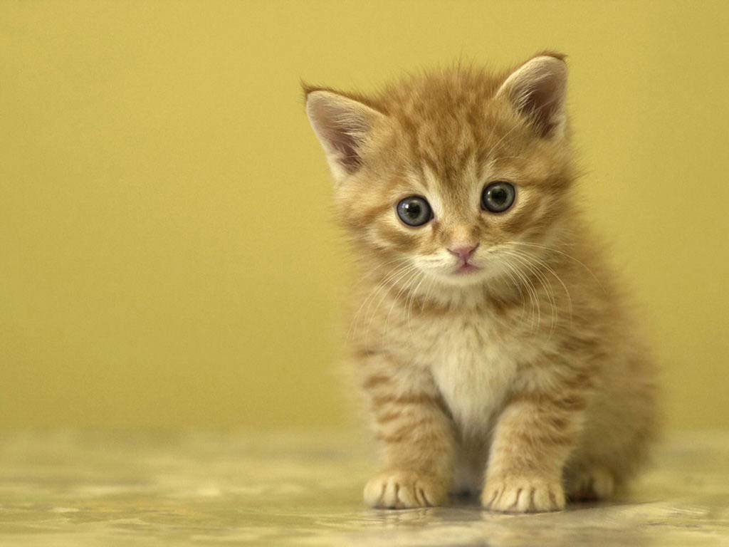 Animal Wallpapers And Background - Cute Kitty , HD Wallpaper & Backgrounds