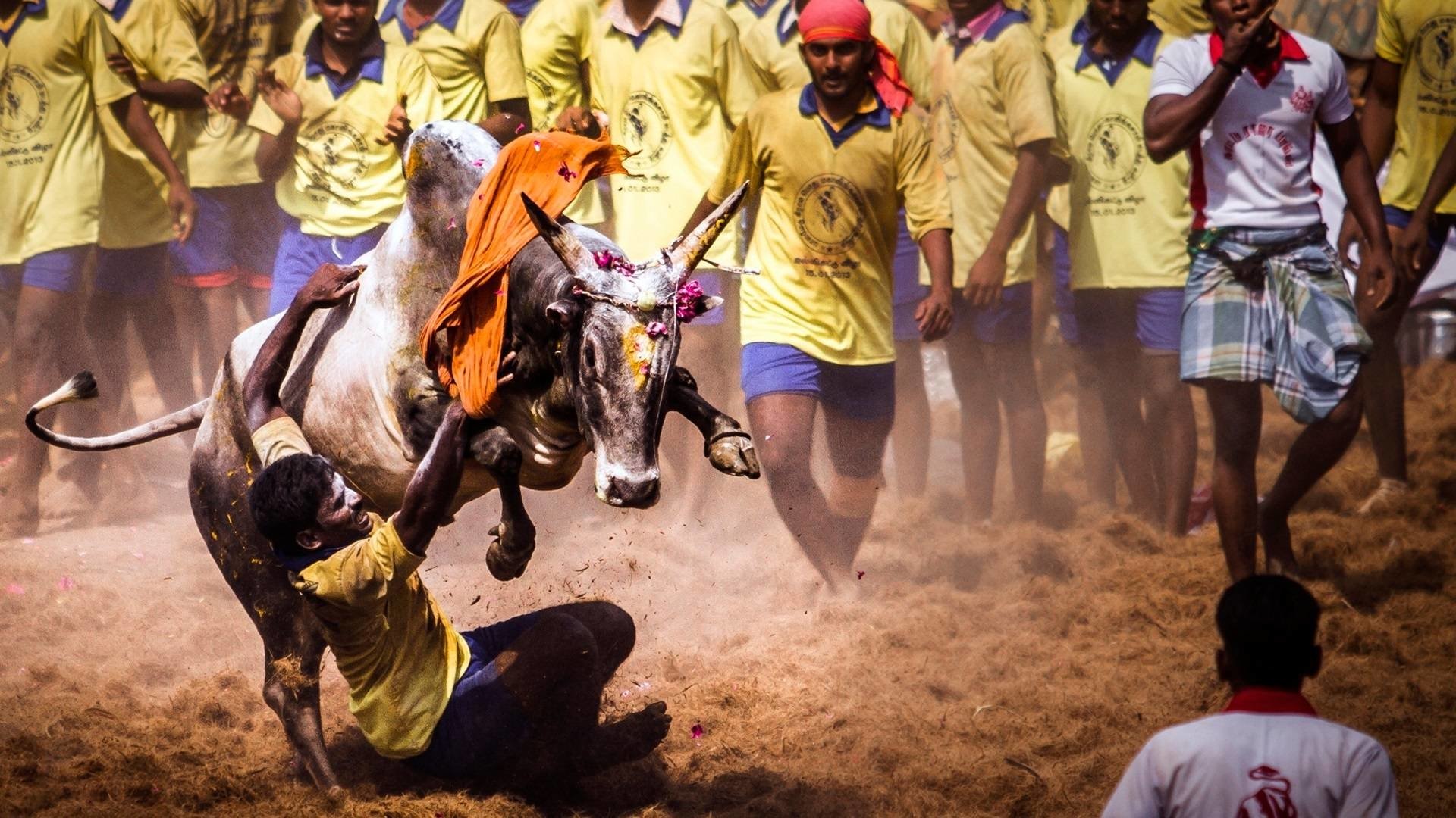 Wallpapers Id - - Jallikattu Background Hd , HD Wallpaper & Backgrounds