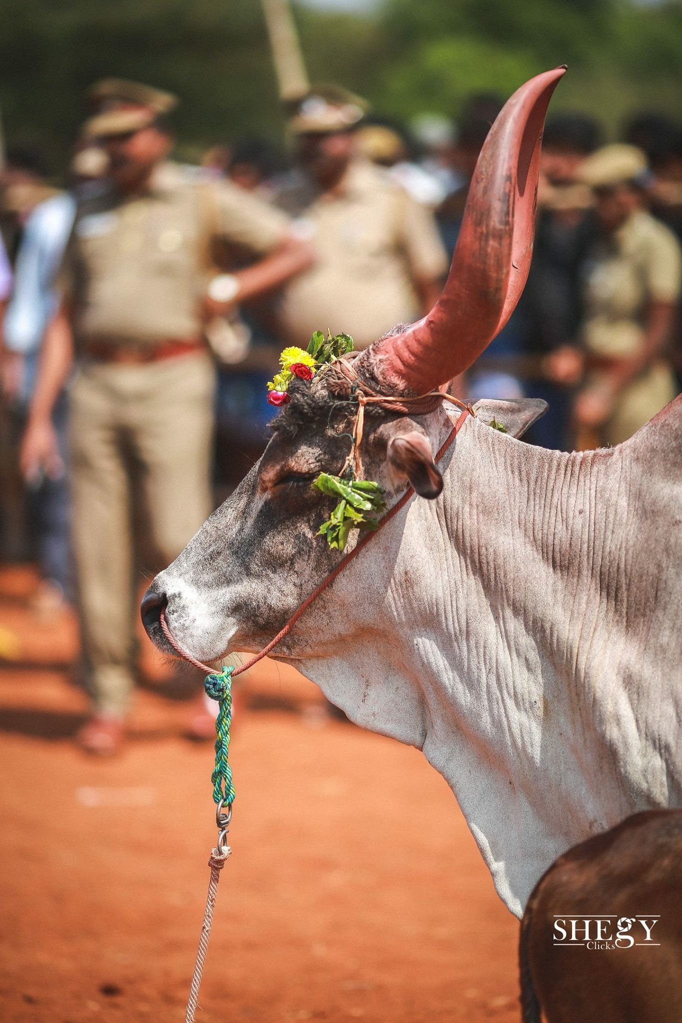 Featured image of post Jallikattu Image Hd : Ancak aynı bufalo, köyden kaçıp ormanlık alana girdiğinde ise, tüm köyü tehlikeye atarak.