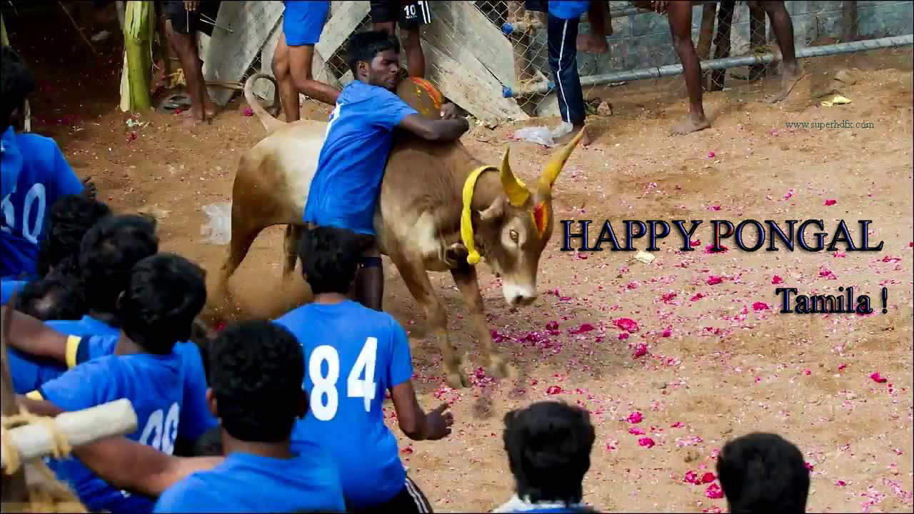 Jallikattu Wallpapers - Bullfighting , HD Wallpaper & Backgrounds