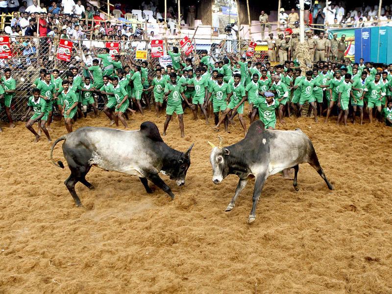 Bulls Charge Each Other During A Bull-taming Sport - Jallikattu Hd Video , HD Wallpaper & Backgrounds