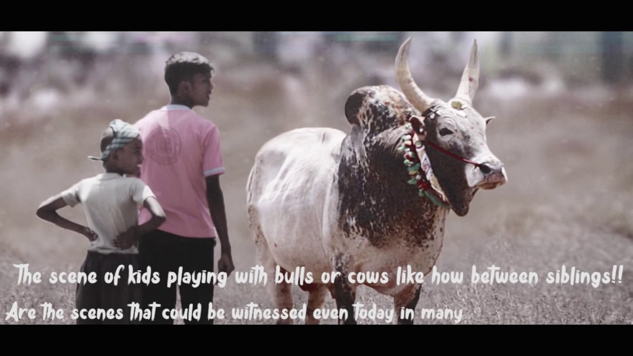 Jallikattu News About Bull In Tamil Nadiu India - Quotes About Cows Tamil , HD Wallpaper & Backgrounds