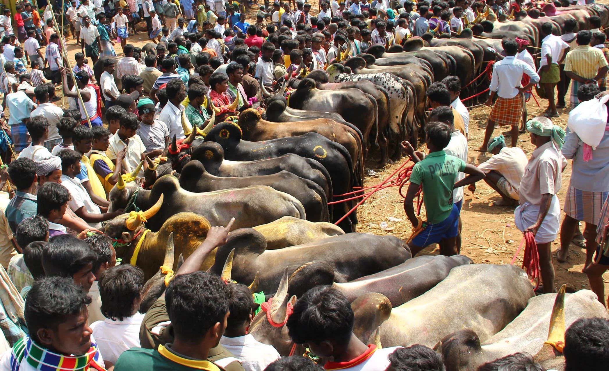 Jallikattu Download Free Backgrounds Hd - Jallikattu News Today , HD Wallpaper & Backgrounds