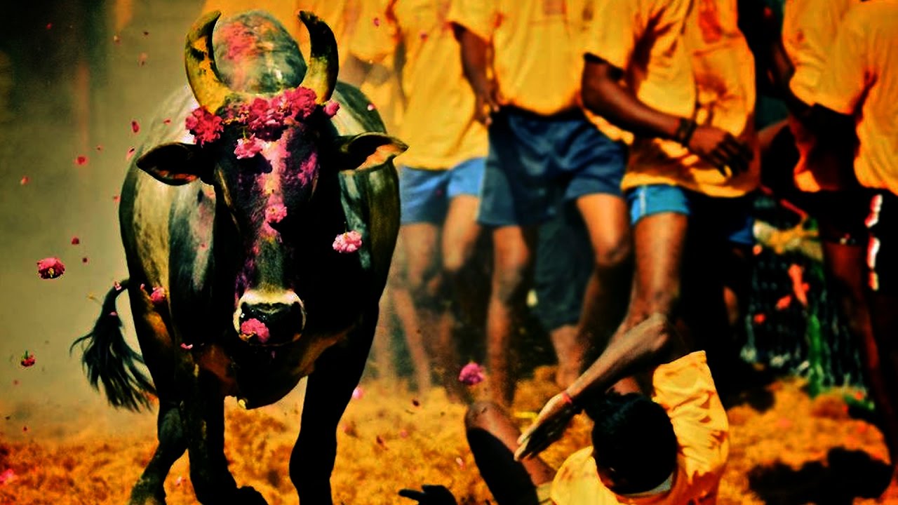 Jallikattu Background Images - Jallikattu Photography , HD Wallpaper & Backgrounds