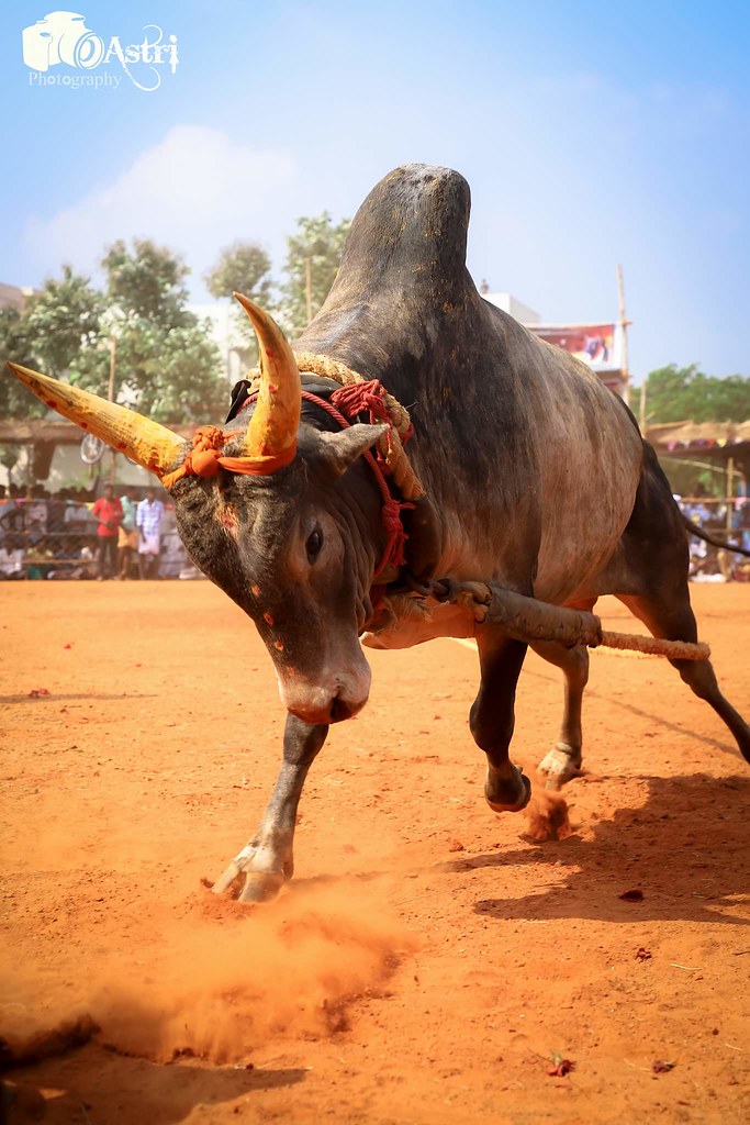 Jallikattu Hd Image - Jallikattu Hd , HD Wallpaper & Backgrounds