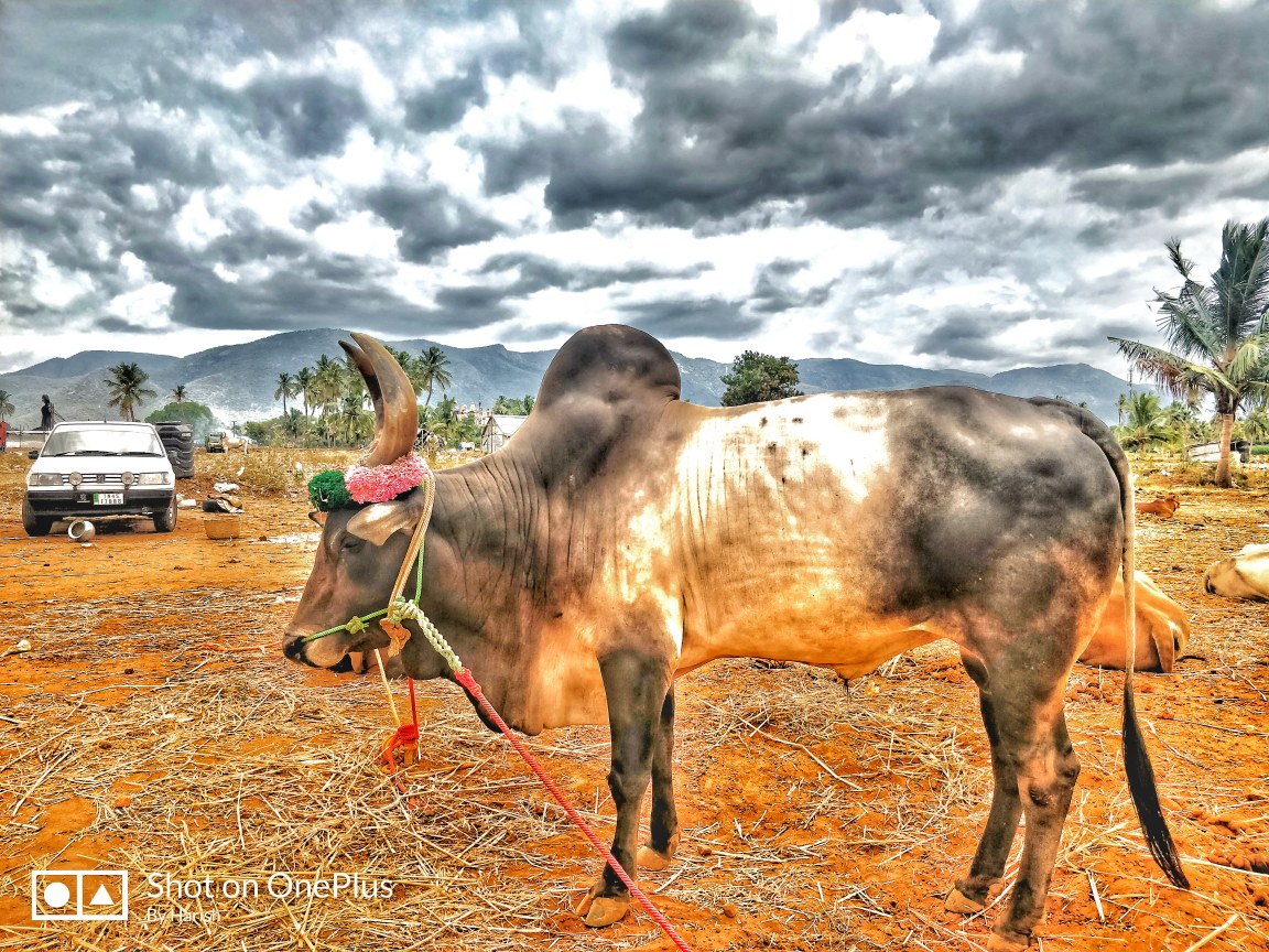 @nature @jallikattu Kaalai - Jallikattu Backgrounds , HD Wallpaper & Backgrounds