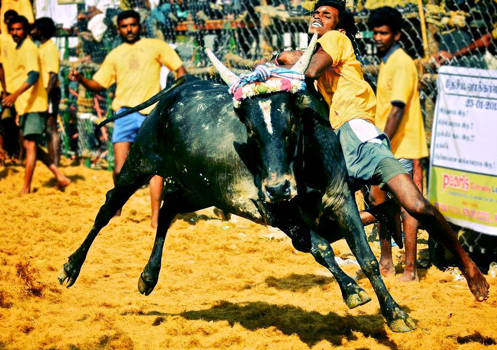 By Ashit Desai Jallikattu - Bull Riding , HD Wallpaper & Backgrounds