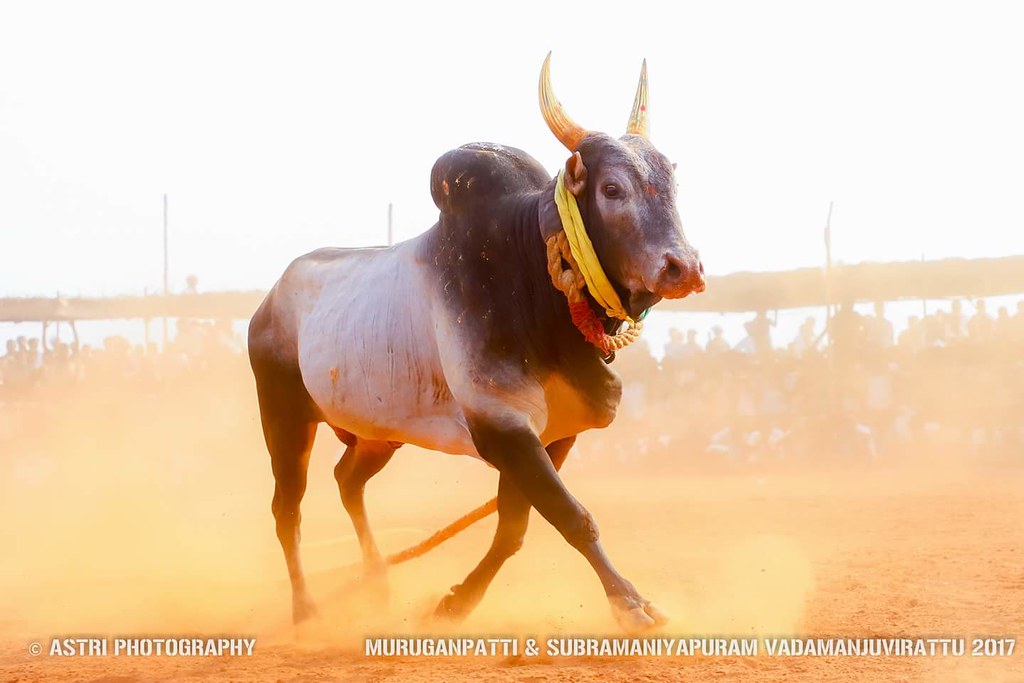 Jallikattu Hd Image Tags - Jallikattu Hd , HD Wallpaper & Backgrounds