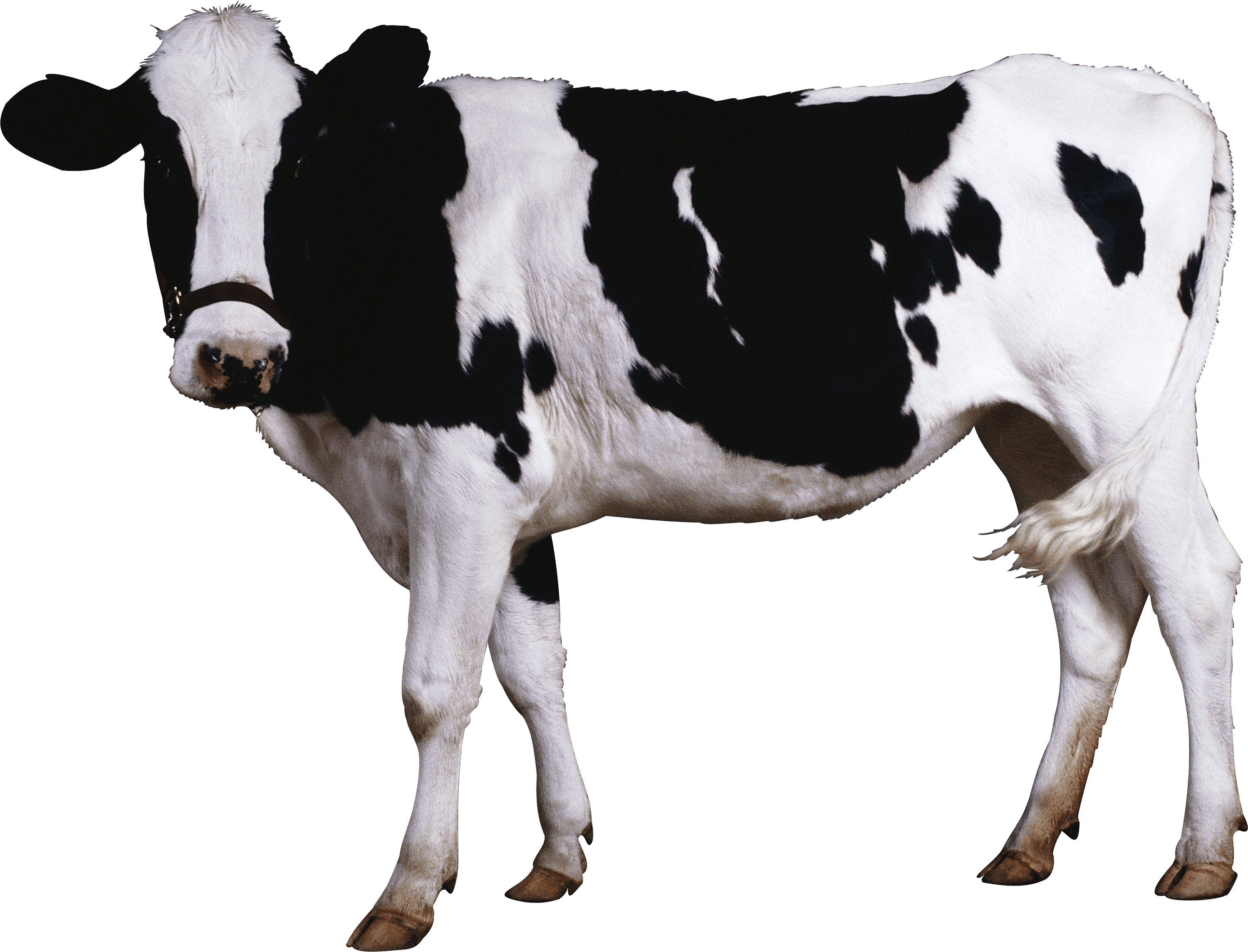 Black White Transparent Png Stickpng - Cow Transparent , HD Wallpaper & Backgrounds