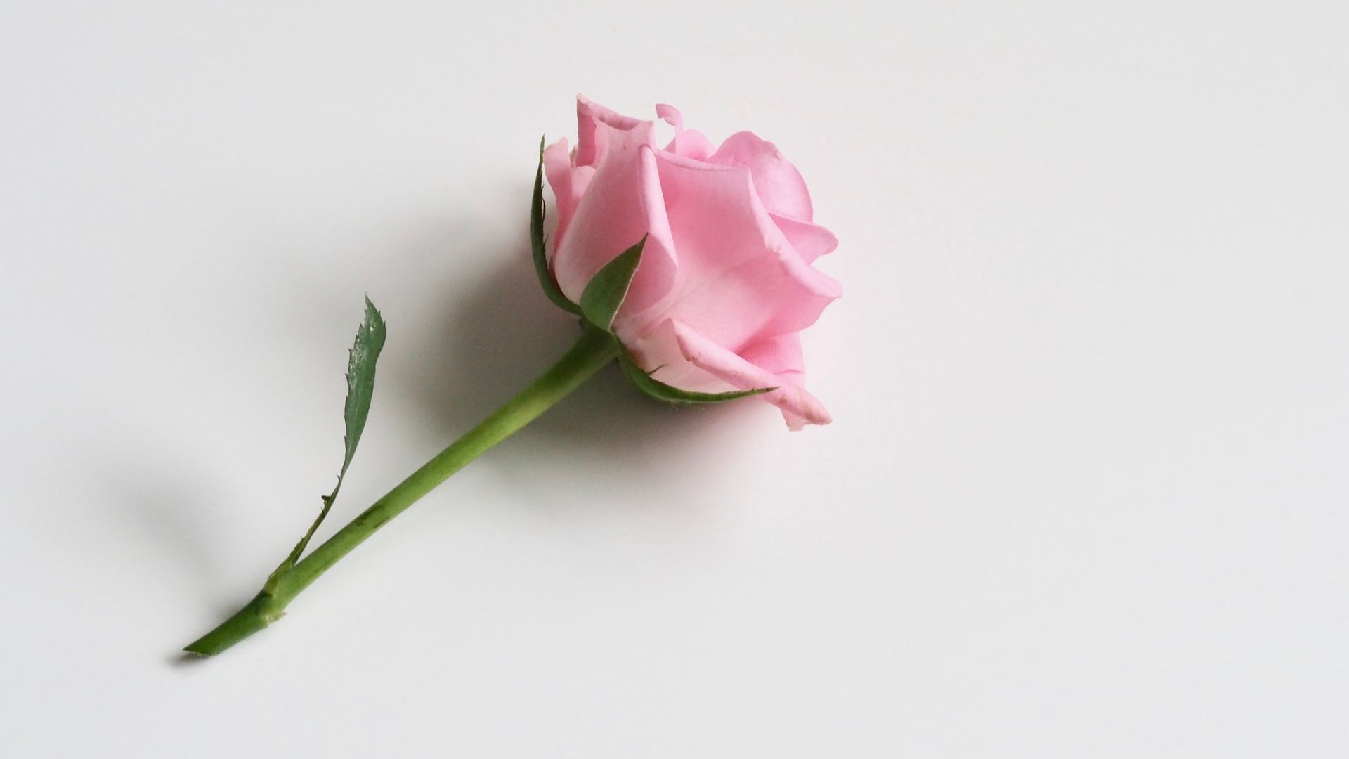 Single Rose Wallpaper - Flower Rose White Background , HD Wallpaper & Backgrounds