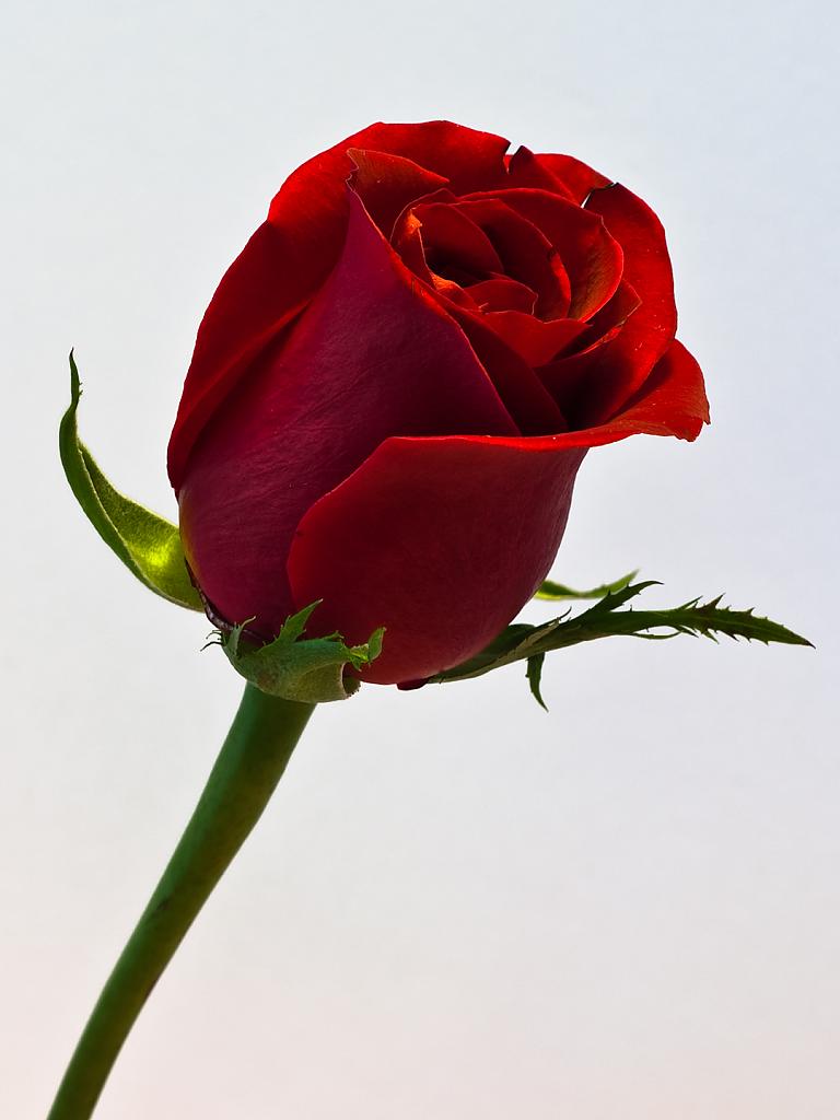 Single - Single Red Roses Hd , HD Wallpaper & Backgrounds