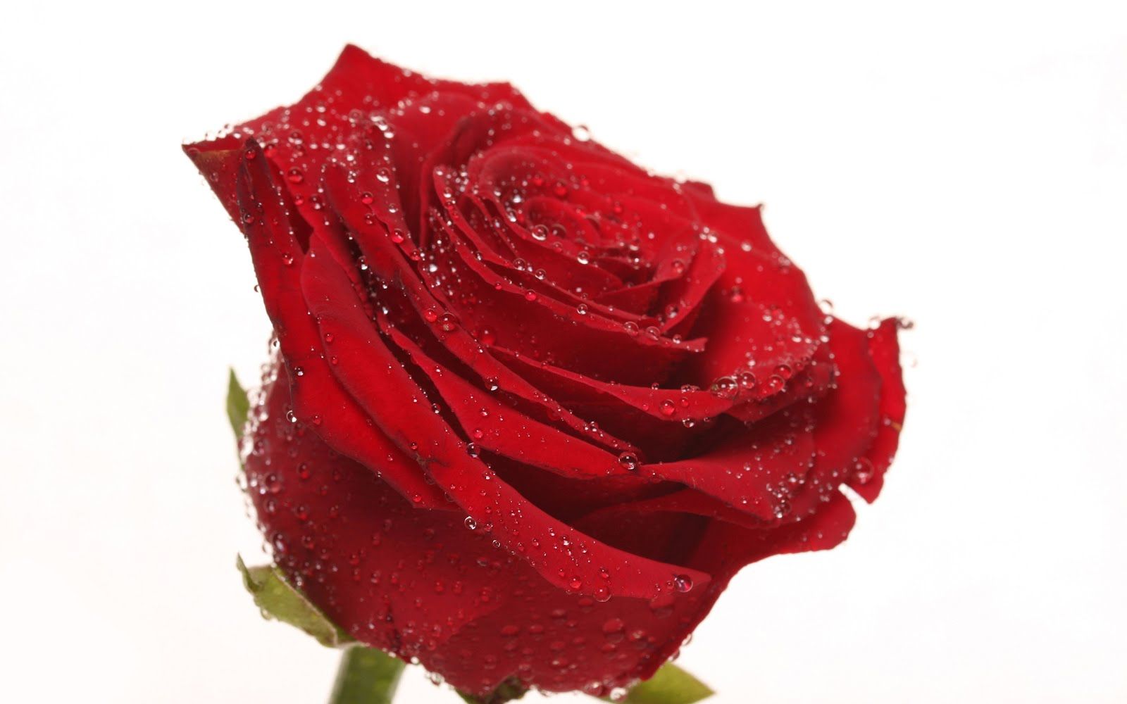 Beautiful Single Roses Rose - Beautiful Red Rose Flowers , HD Wallpaper & Backgrounds