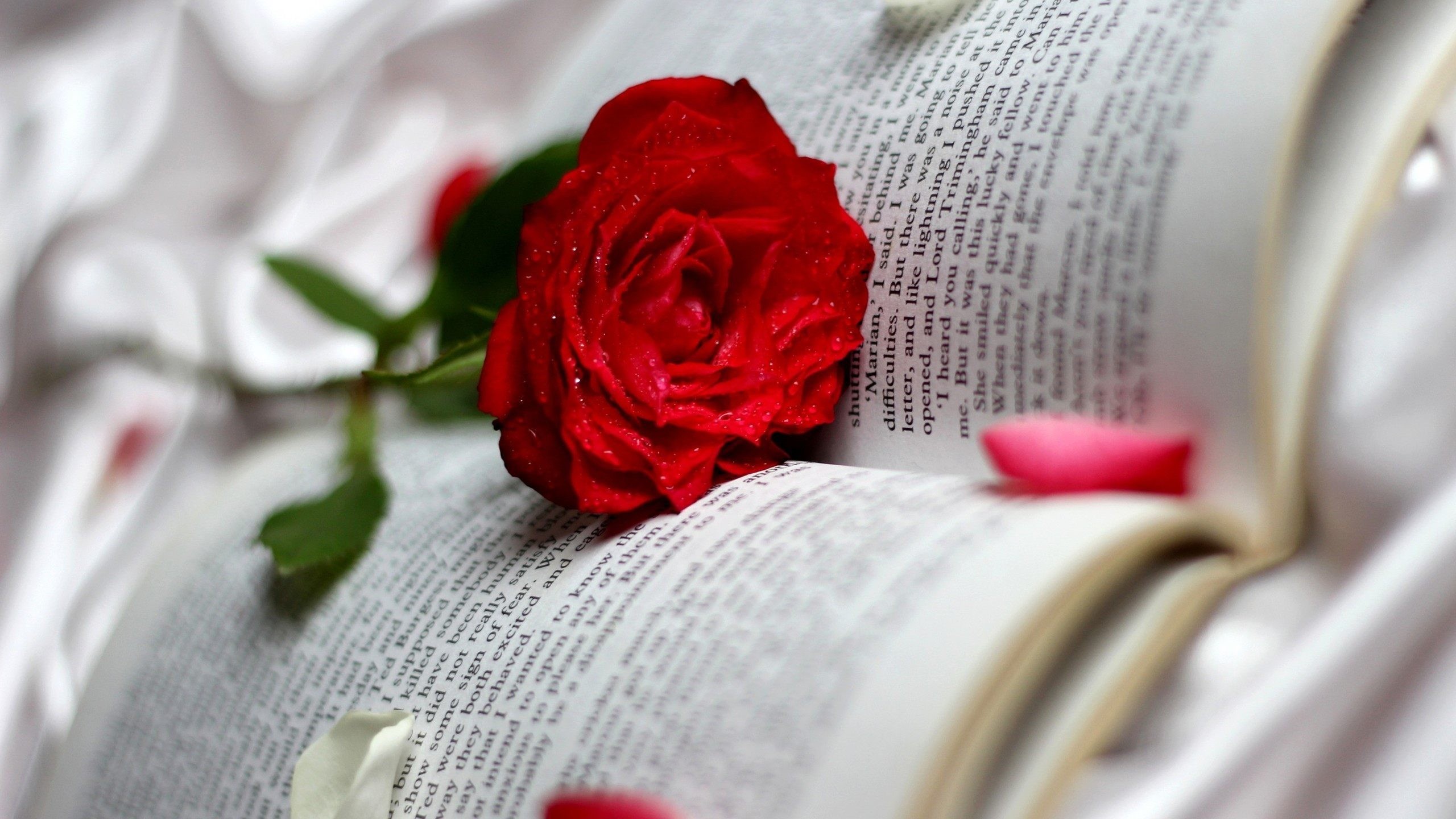 Single Red Rose In Book Love Wallpaper - Single Red Roses Download , HD Wallpaper & Backgrounds