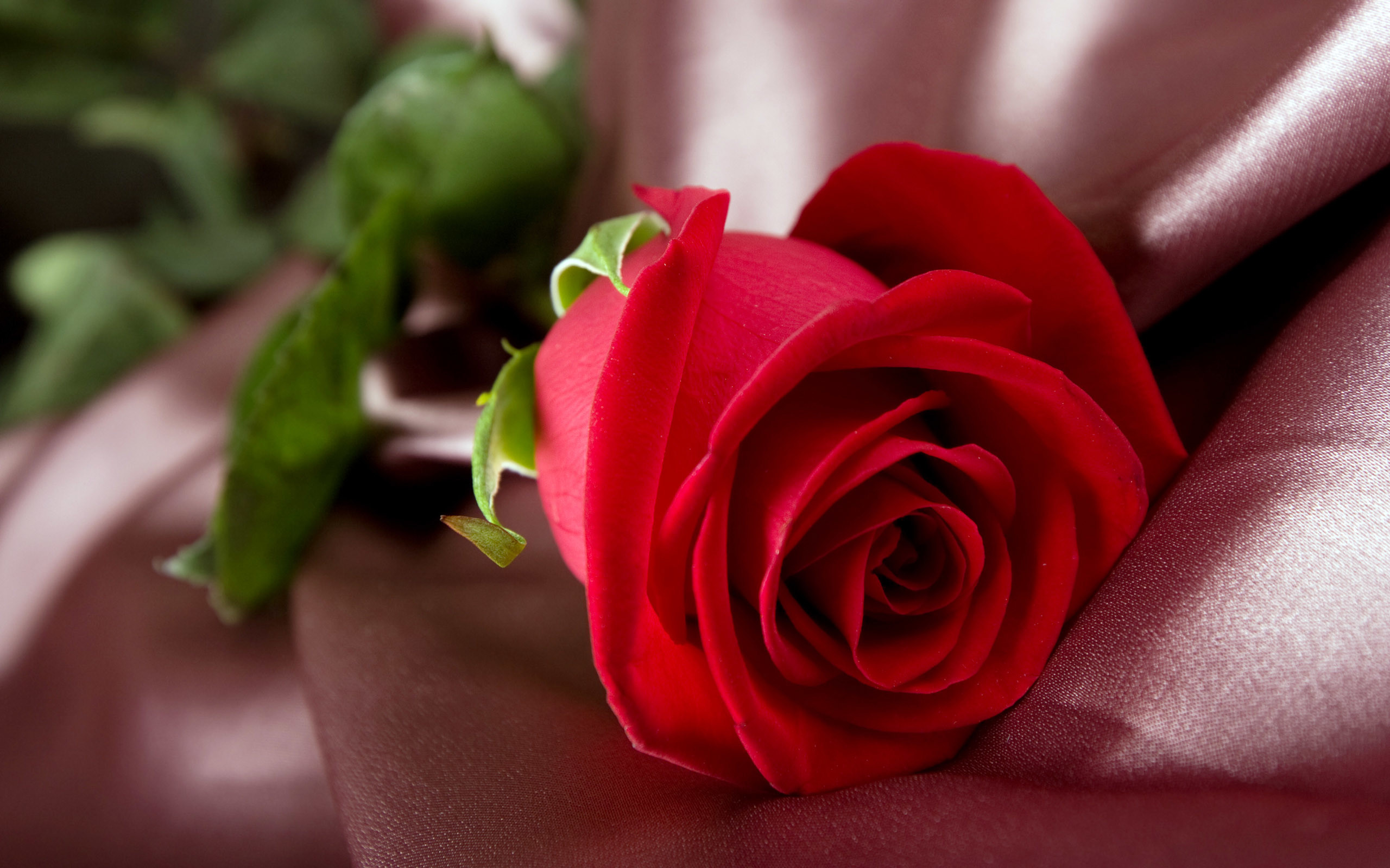 Water Red Rose Wallpapers, Rose Flower Images, Rose - Beautiful Single Red Rose , HD Wallpaper & Backgrounds