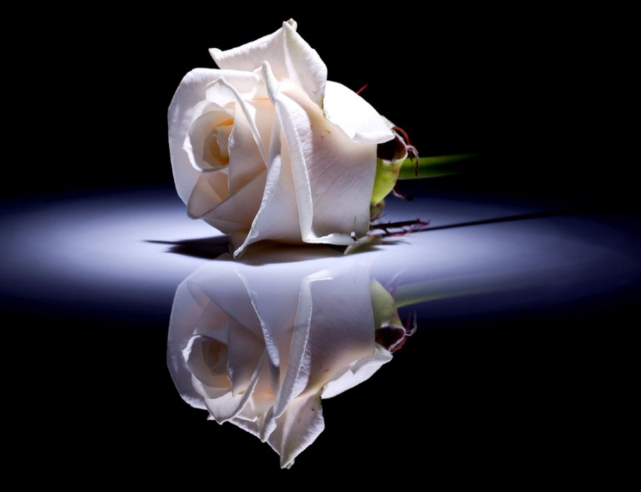 Single Rose Wallpaper - White Rose , HD Wallpaper & Backgrounds