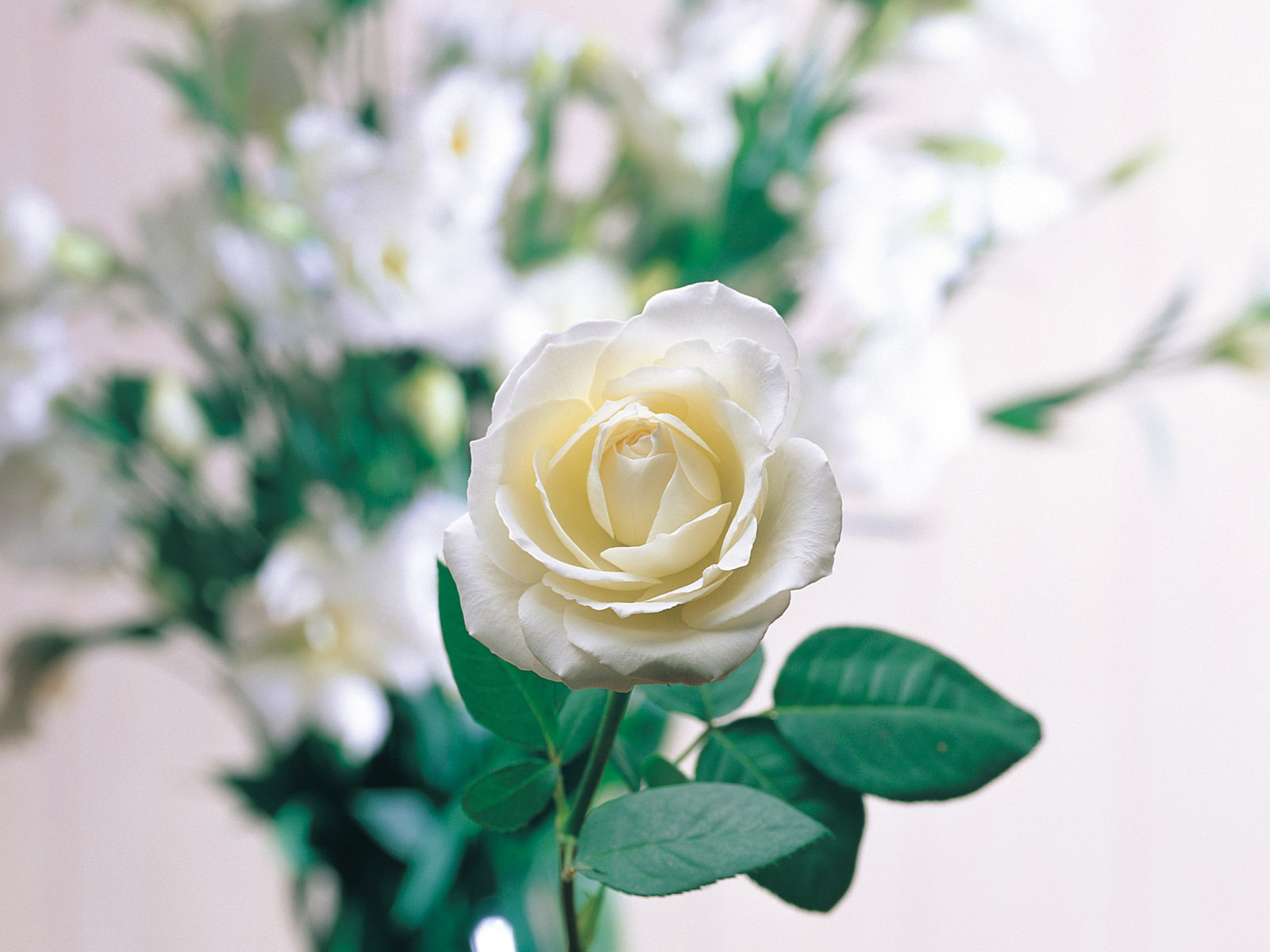 Single - Hd Wallpapers White Rose Hd , HD Wallpaper & Backgrounds