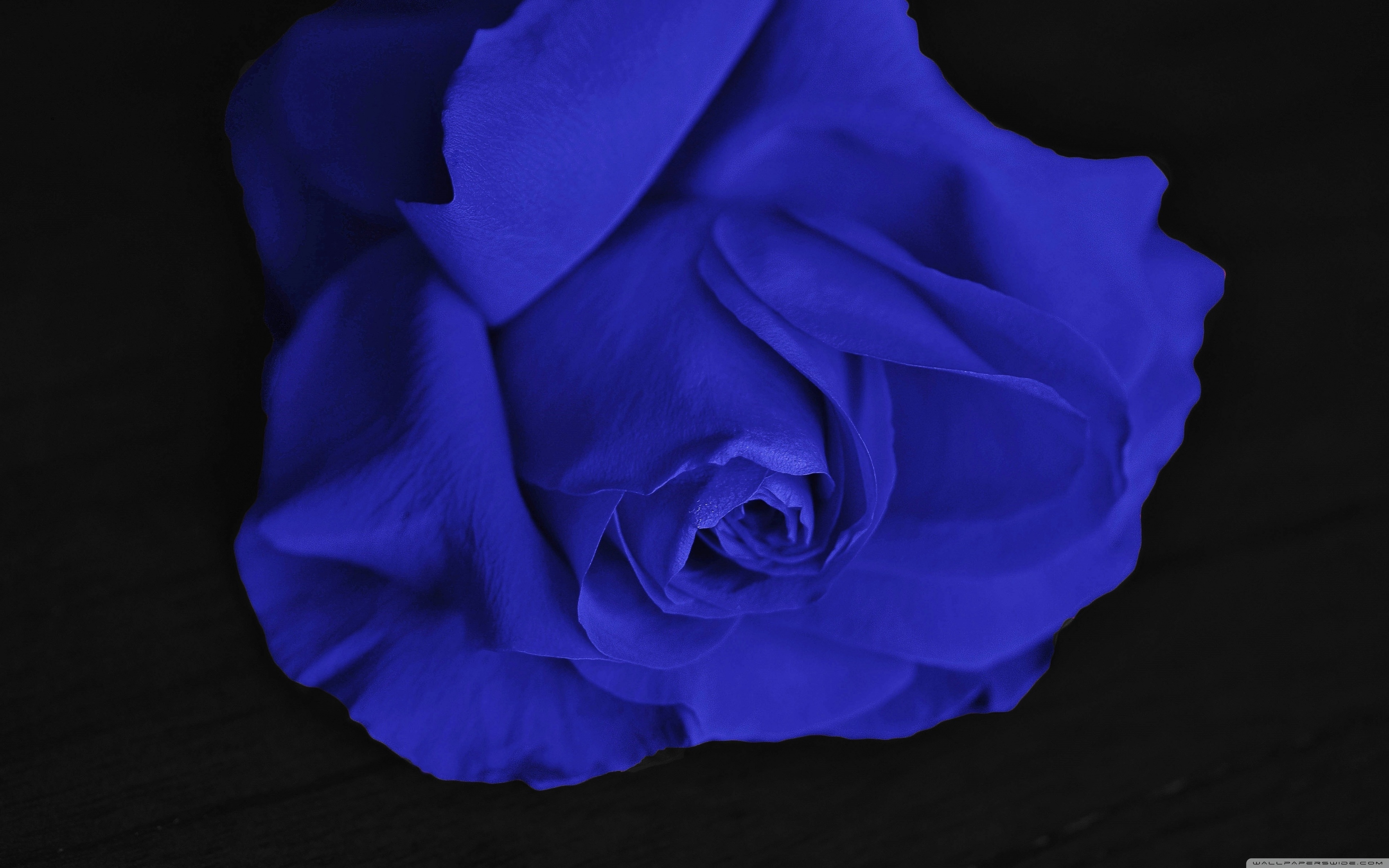 Wide - Purple Rose Black Background , HD Wallpaper & Backgrounds