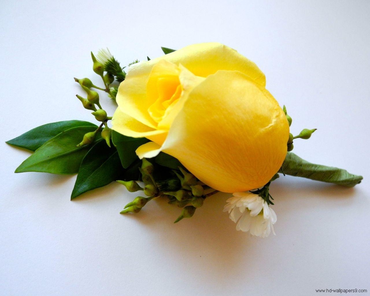One Roses Flower Single Nature Flowers Yellow Sweet - Single Yellow Rose Flowers , HD Wallpaper & Backgrounds