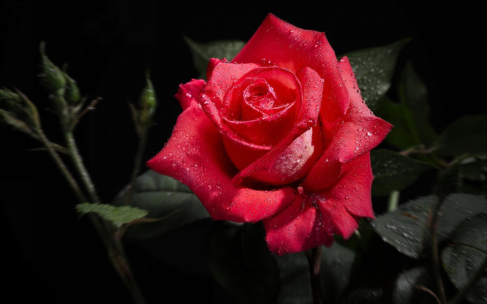 Single Red Rose Fresh Wallpaper Pc - Red Rose Hd , HD Wallpaper & Backgrounds