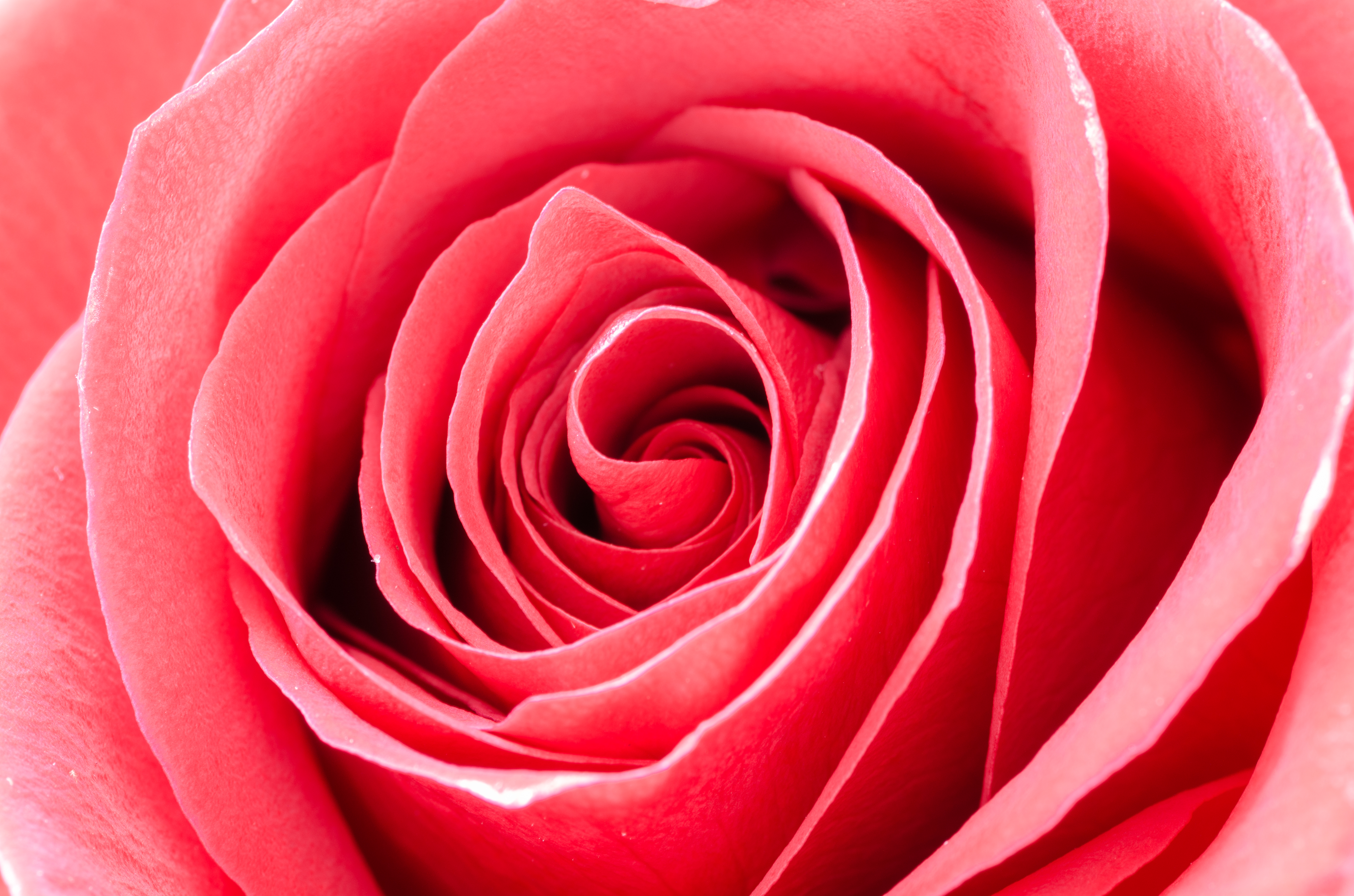 Skitterphoto - Pink Red Rose Portrait , HD Wallpaper & Backgrounds