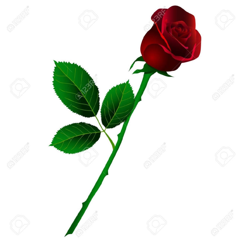 Single Rose Wallpaper Hd 59 Pictures Red Rose Stem Drawing