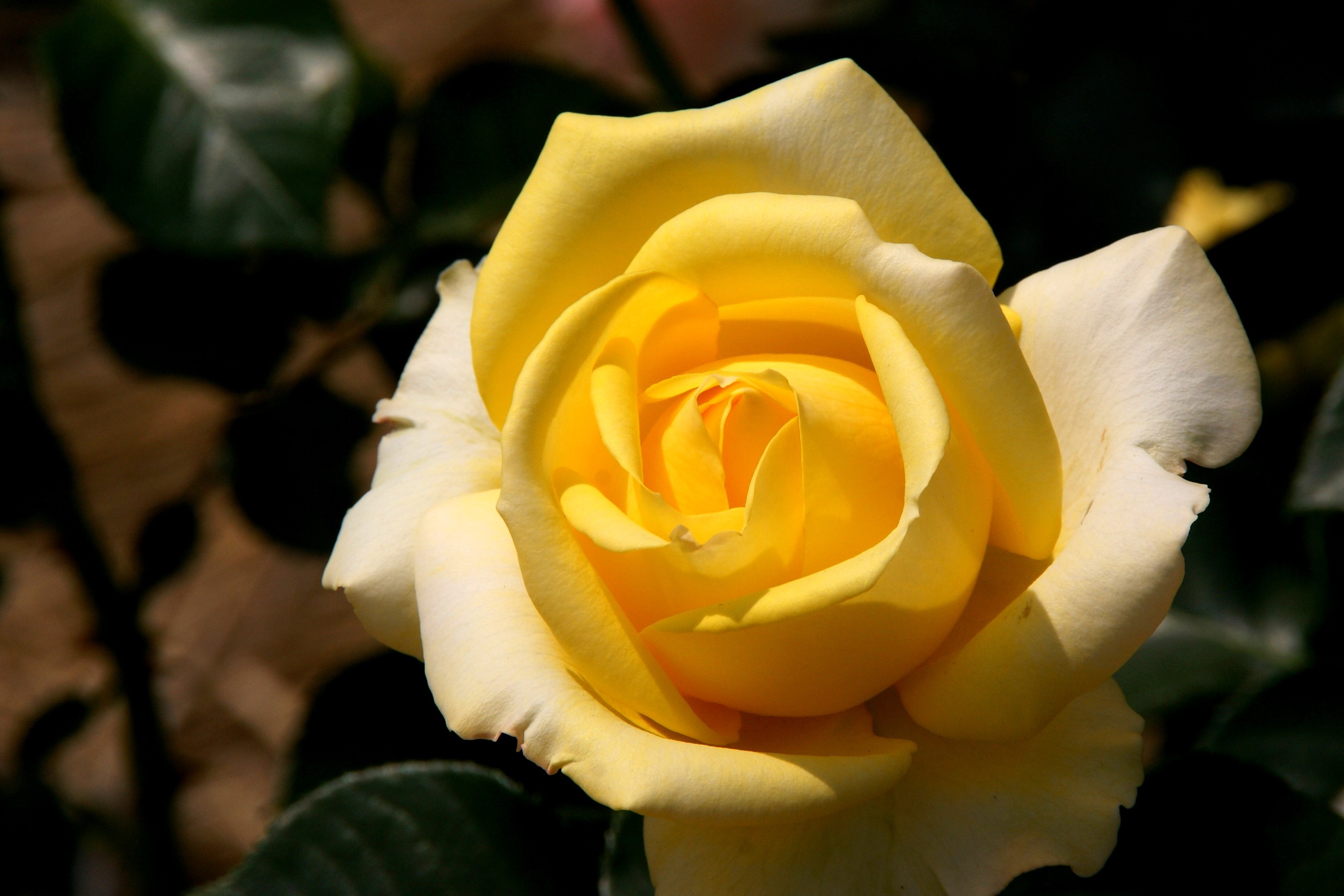 Rose Nature Yellow Single Flower Wallpaper Lotus - Floribunda , HD Wallpaper & Backgrounds