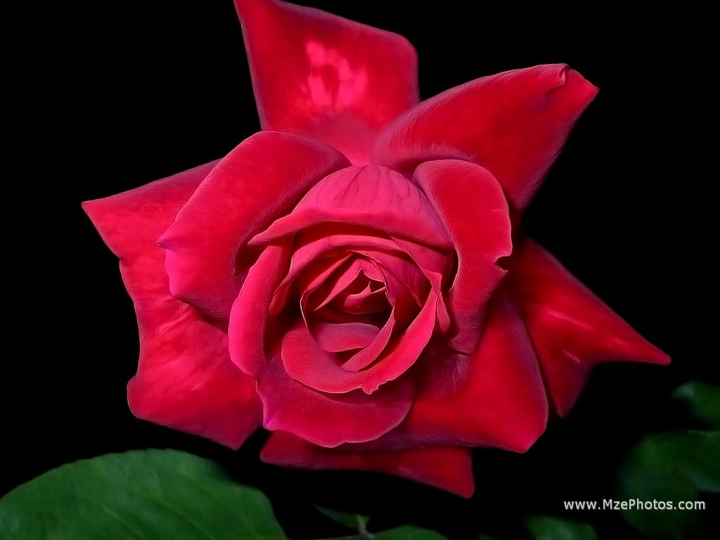 Single Rose Flower Black Background , HD Wallpaper & Backgrounds