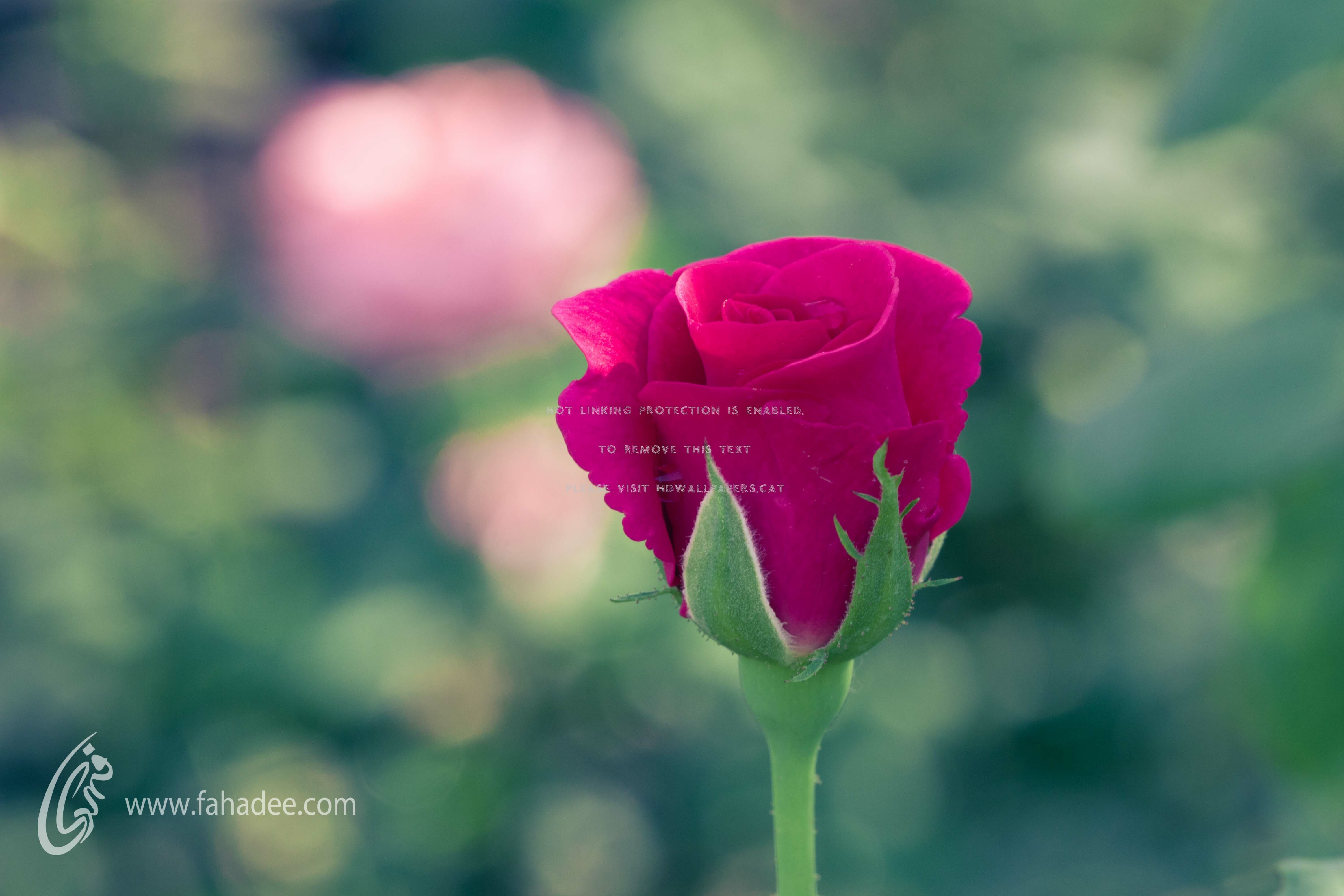 Rose Beauty Bud Flower Single Pink Nature Hd Wallpaper - Single Rose Flower Hd , HD Wallpaper & Backgrounds