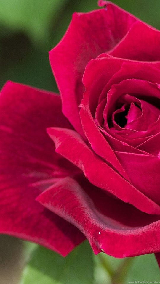 Rose Flower Hd Wallpaper For Android Mobile