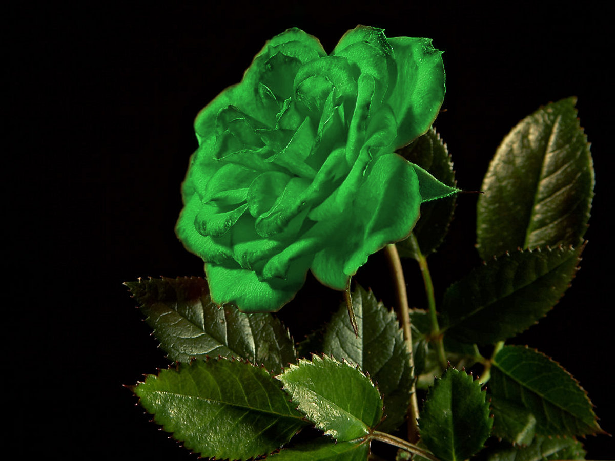 Green Roses Wallpapers Hd Wallpaper - Single Green Rose Flowers , HD Wallpaper & Backgrounds